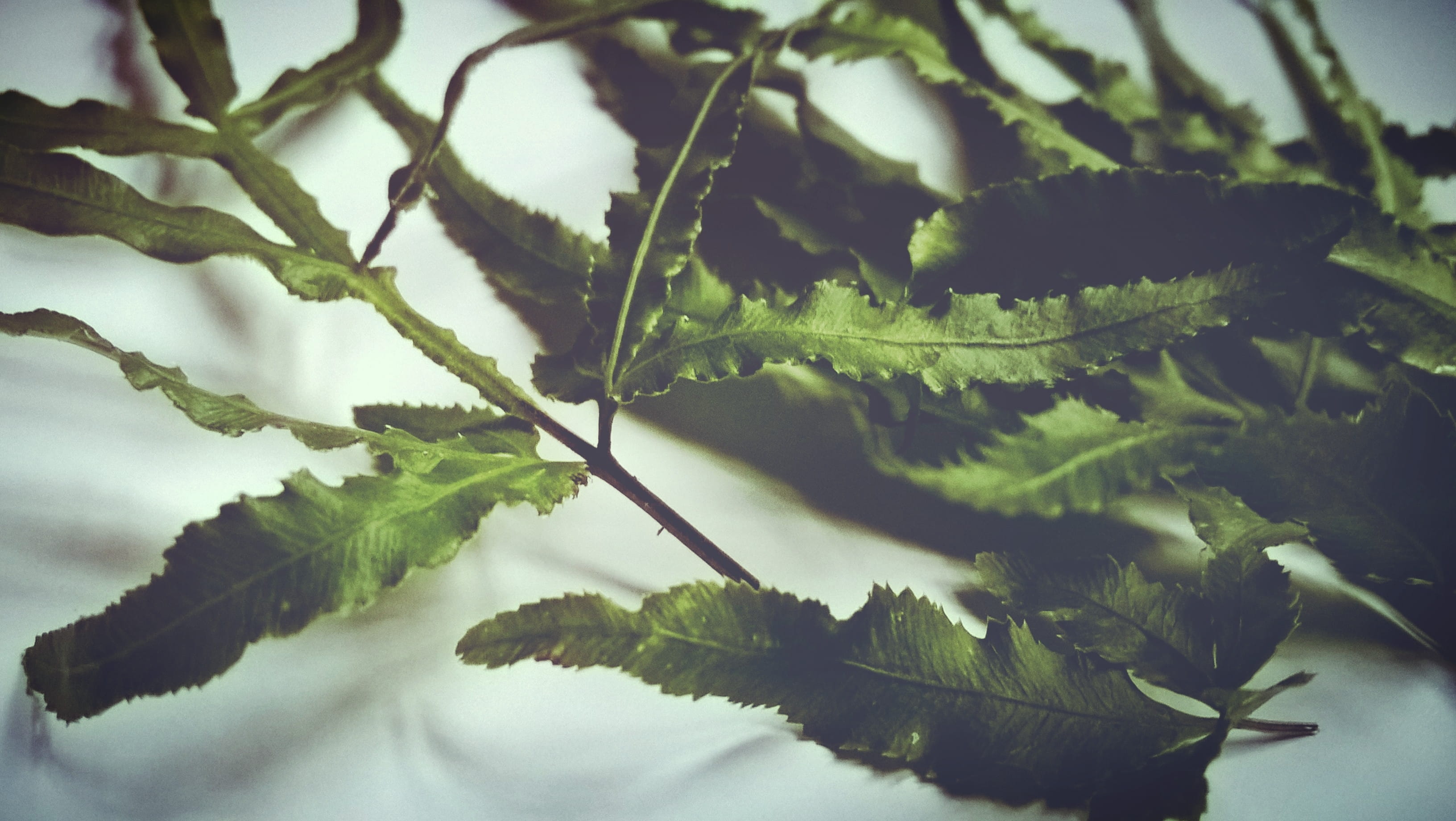 no people, 2K, plant stem, day, freshness, selective focus, food, growth, herb, leaf, green, close-up, china, outdoors, plant, food and drink, yongzhou shi, HD Wallpaper