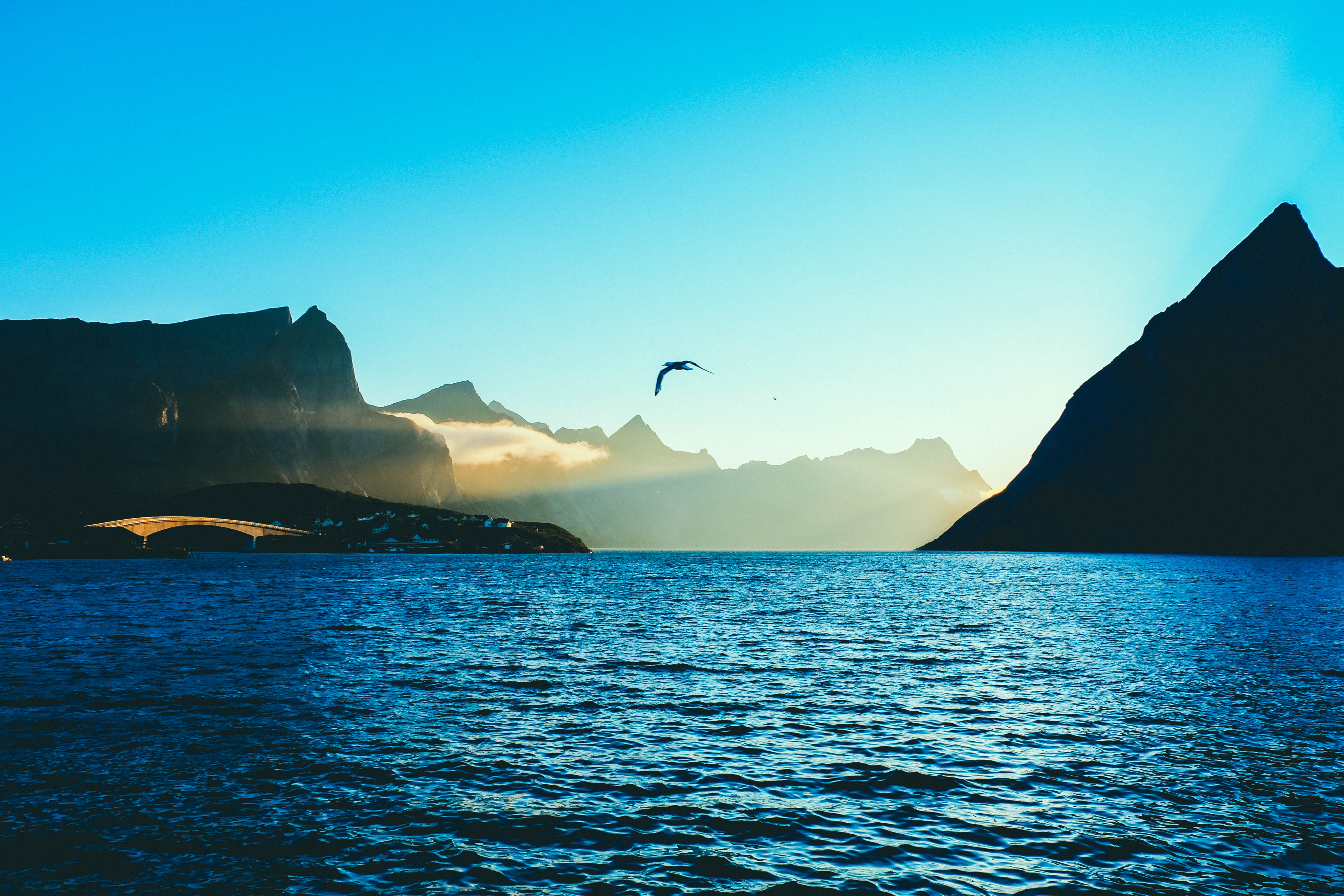vertebrate, blue, mountain, beauty in nature, one animal, reine, nature, mist, outdoors, fjord, 4K, scenics - nature, bridge, toppøy rorbuer, sea, animal, HD Wallpaper