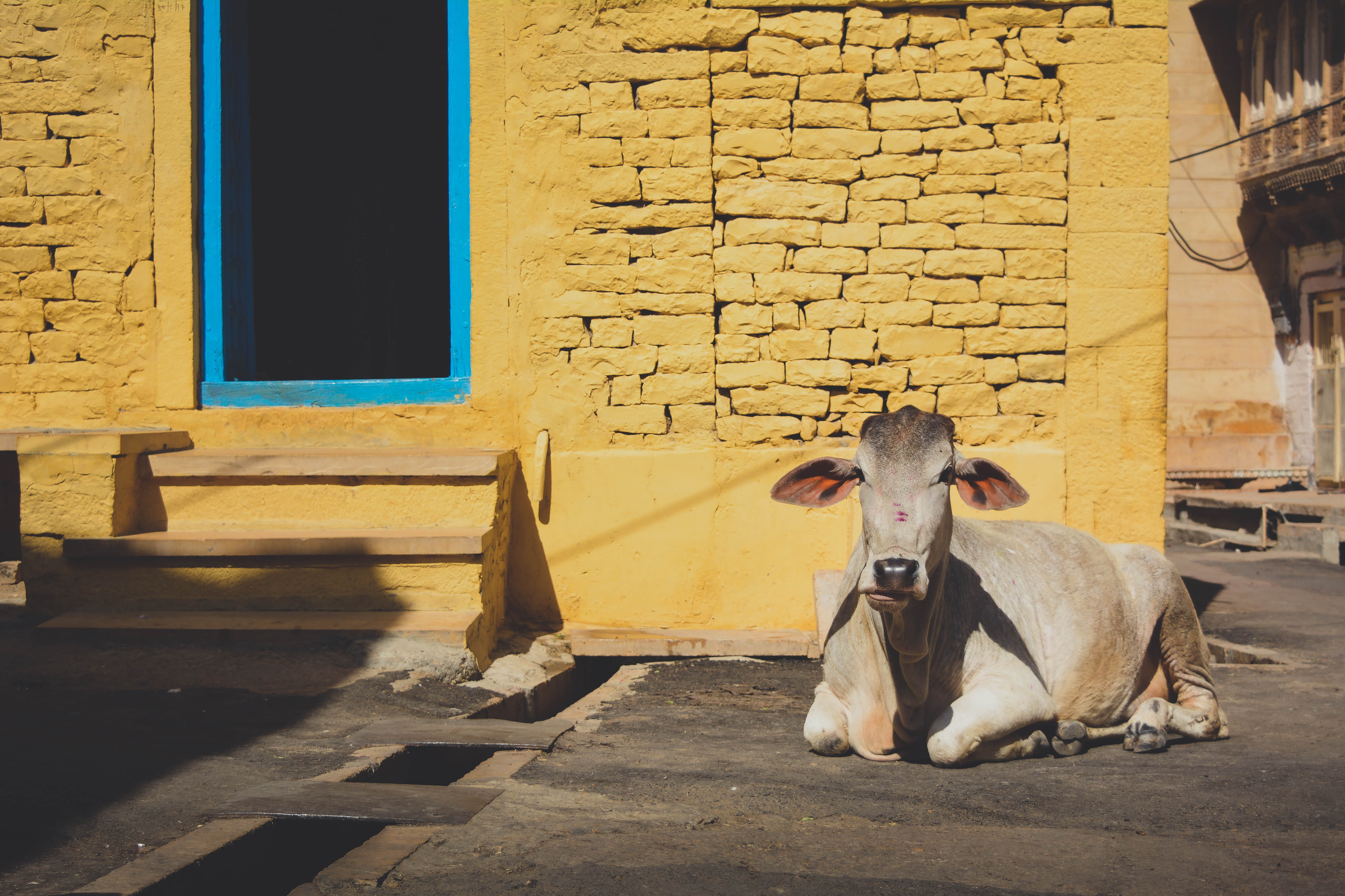outdoors, cow, wall - building feature, sunlight, no people, animals, village, 5K, nature, walls, travel, day, building exterior, vertebrate, animal, livestock, HD Wallpaper