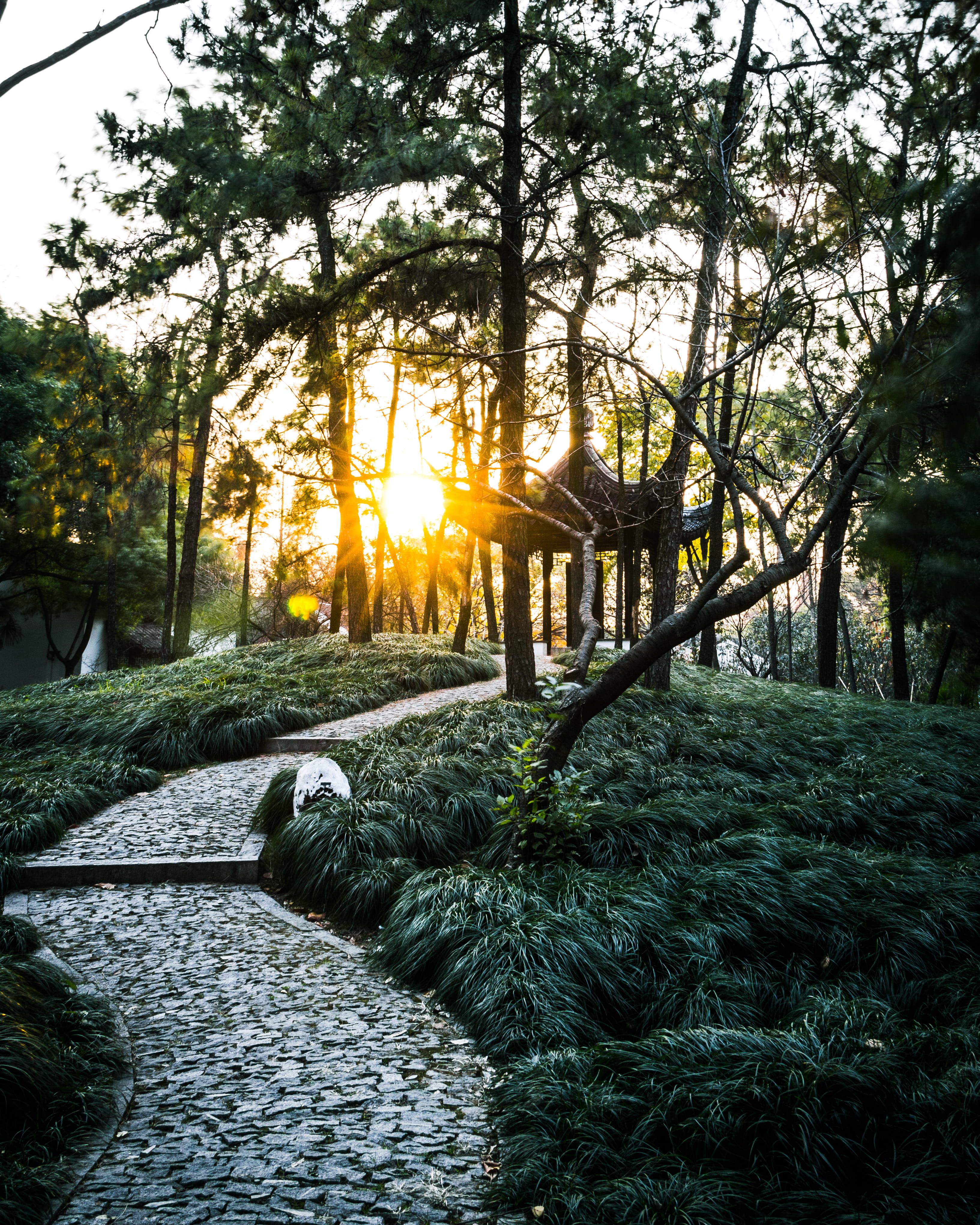 sunbeam, plant, suzhou, temple, park, suzhou shi, no people, pagoda, leaves, tree, tranquility, natural, architecture, tranquil scene, growth, forest, outdoors, Phone HD Wallpaper