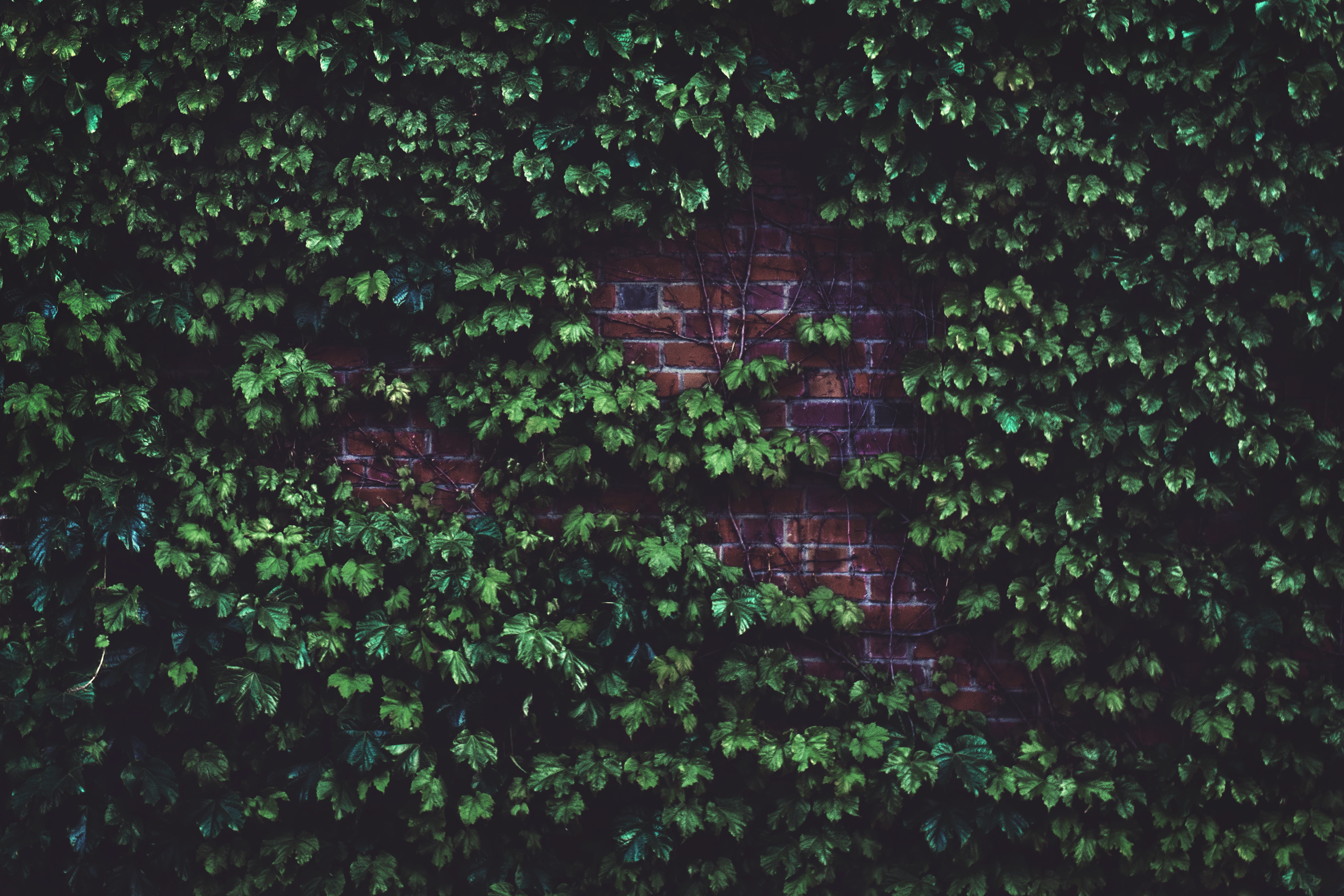 tree, green, no people, plant part, growth, foliage, leaf, creeper plant, architecture, window, wall, brick wall, outdoors, covered, building, HD Wallpaper