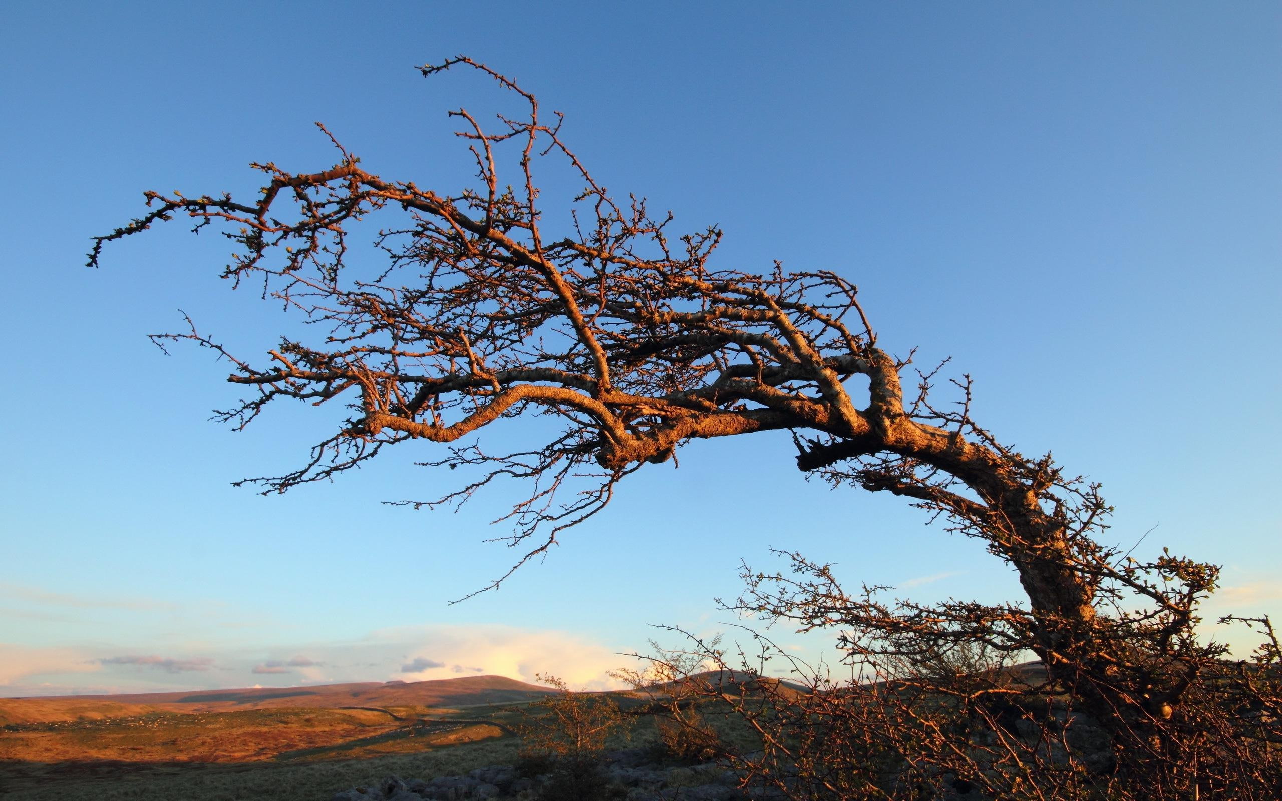 tree, 2560x1600, brown, nature, 2K, bent, trunk, HD Wallpaper