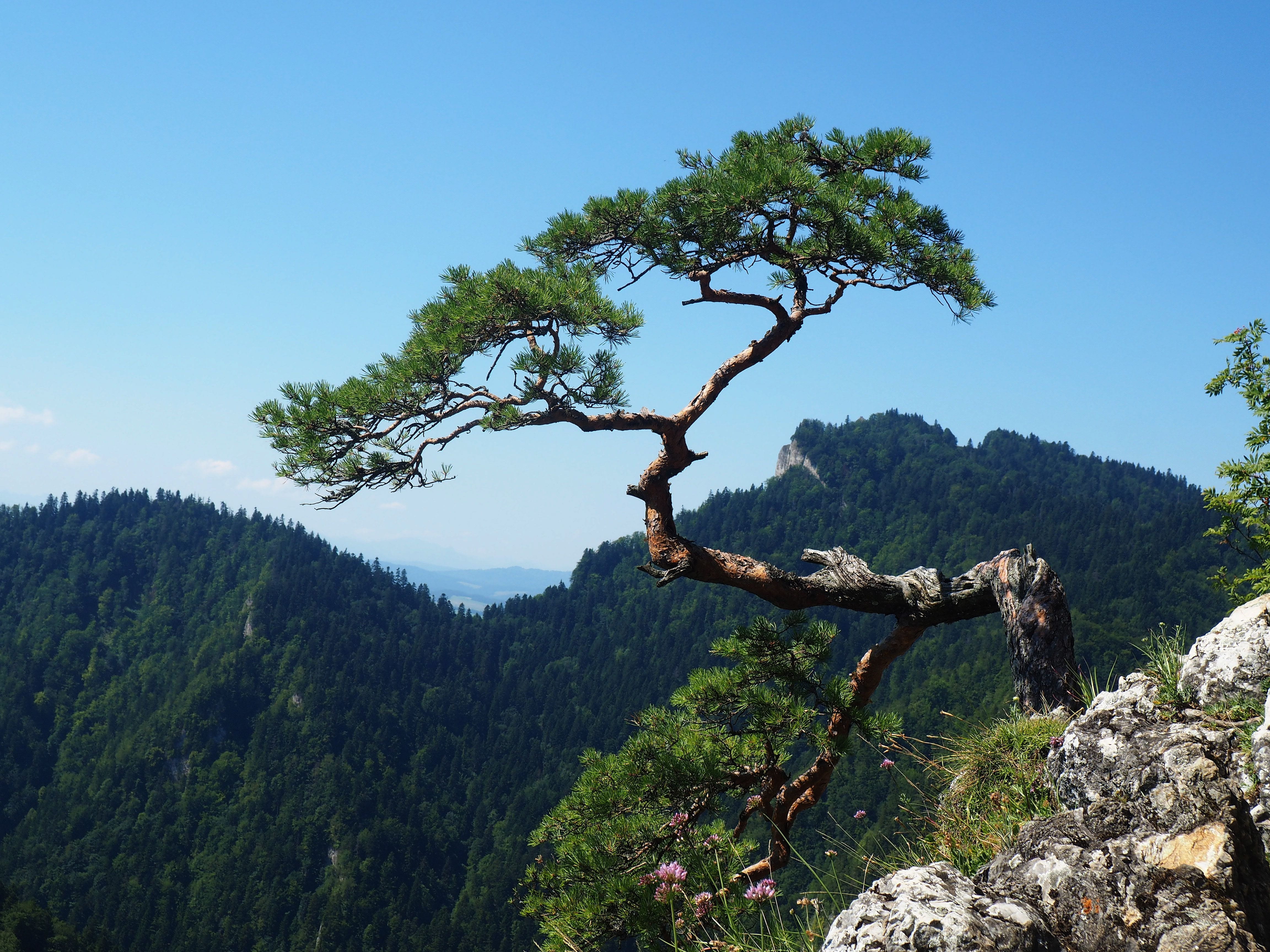 city szczawnica, outdoors, green color, no people, sky, green, dunajec, tree, bent tree, solid, sokolica, idyllic, rock, growth, tree mountain, nature, HD Wallpaper