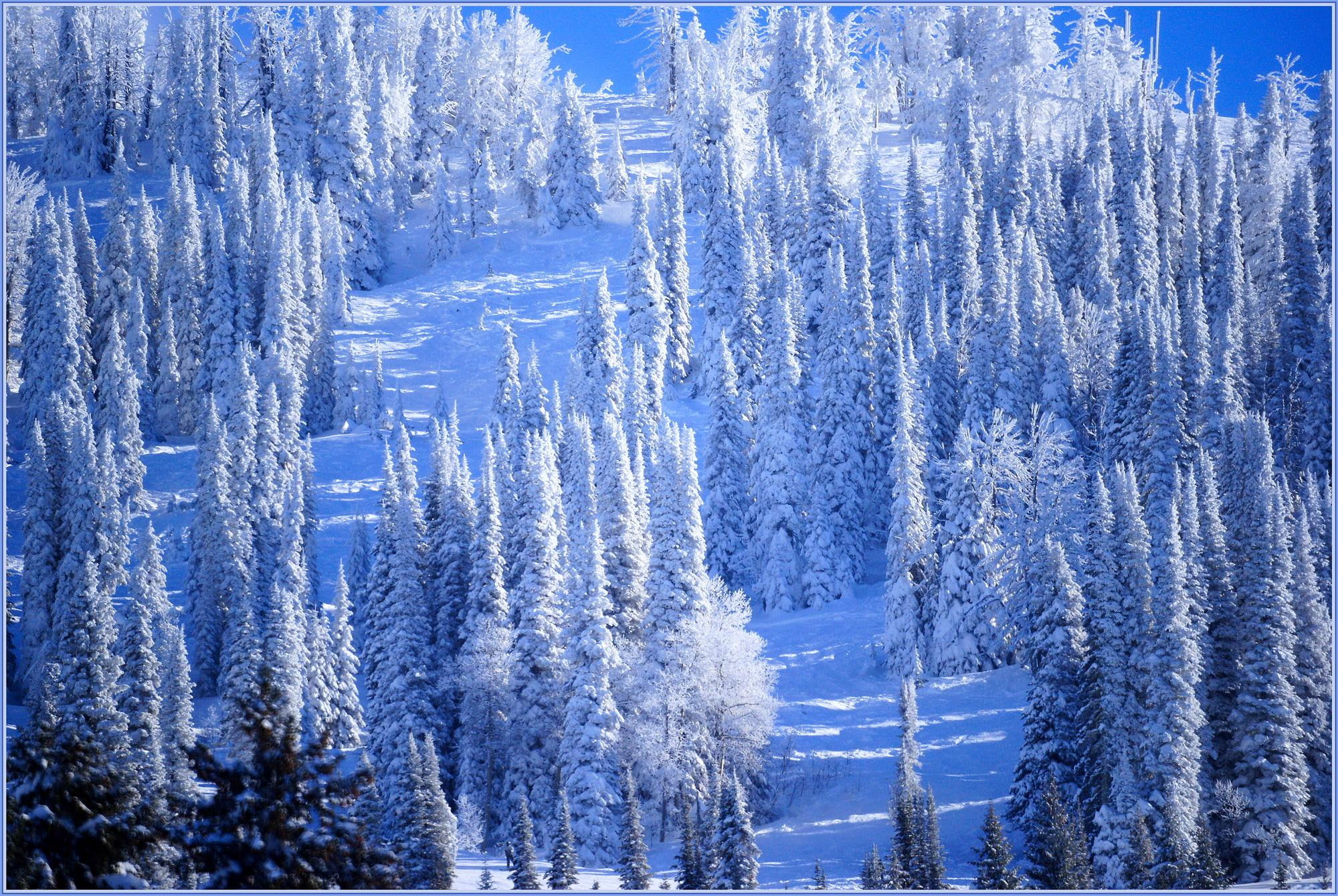 1080P, holidays, dry trees, pretty, nature, new year, covered, cold, sweet, festival, frosty, mountains, forest, snow, splen, HD Wallpaper