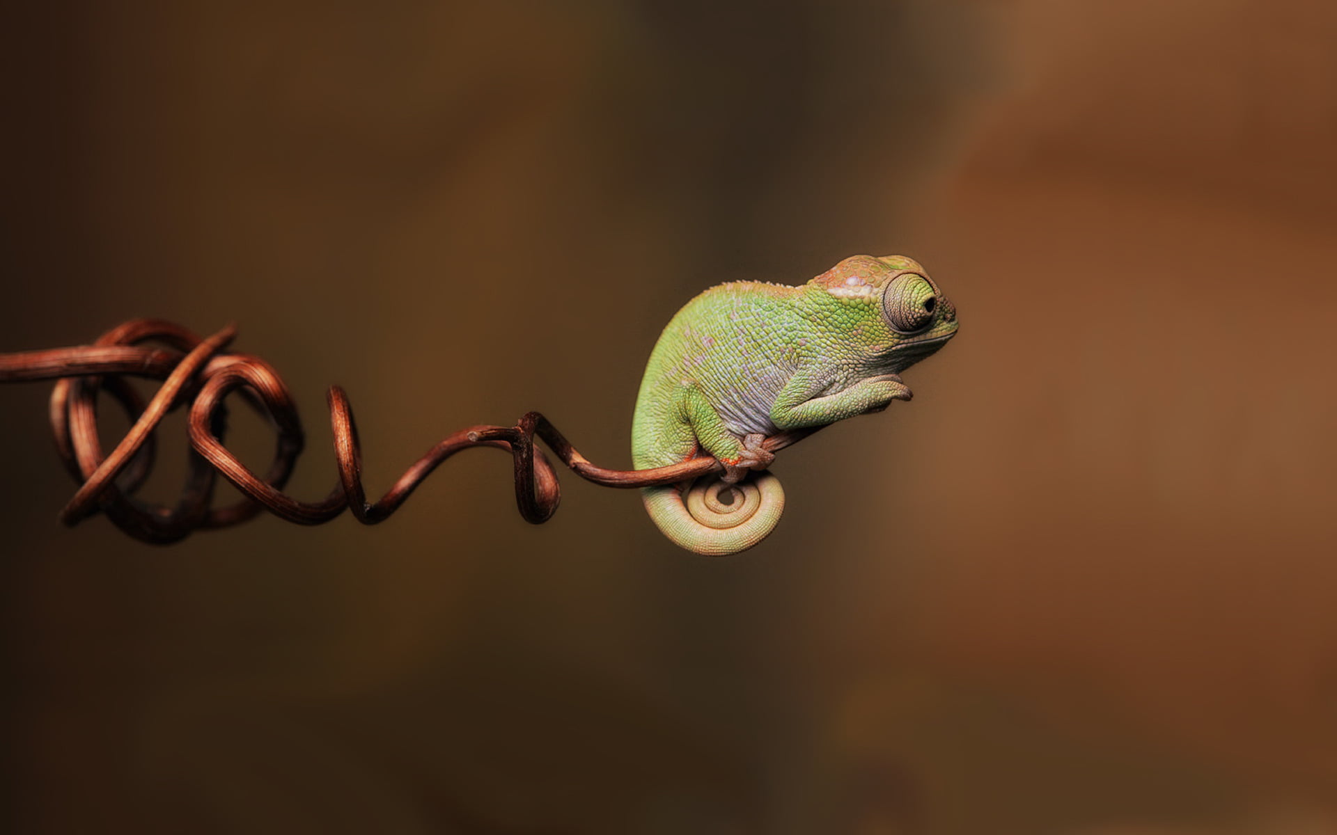 chameleon, side view, animals In The Wild, reptile, rainforest, green, camouflage, tropical Rainforest, backgrounds, profile view, miracle, lizard, animal body part, HD Wallpaper