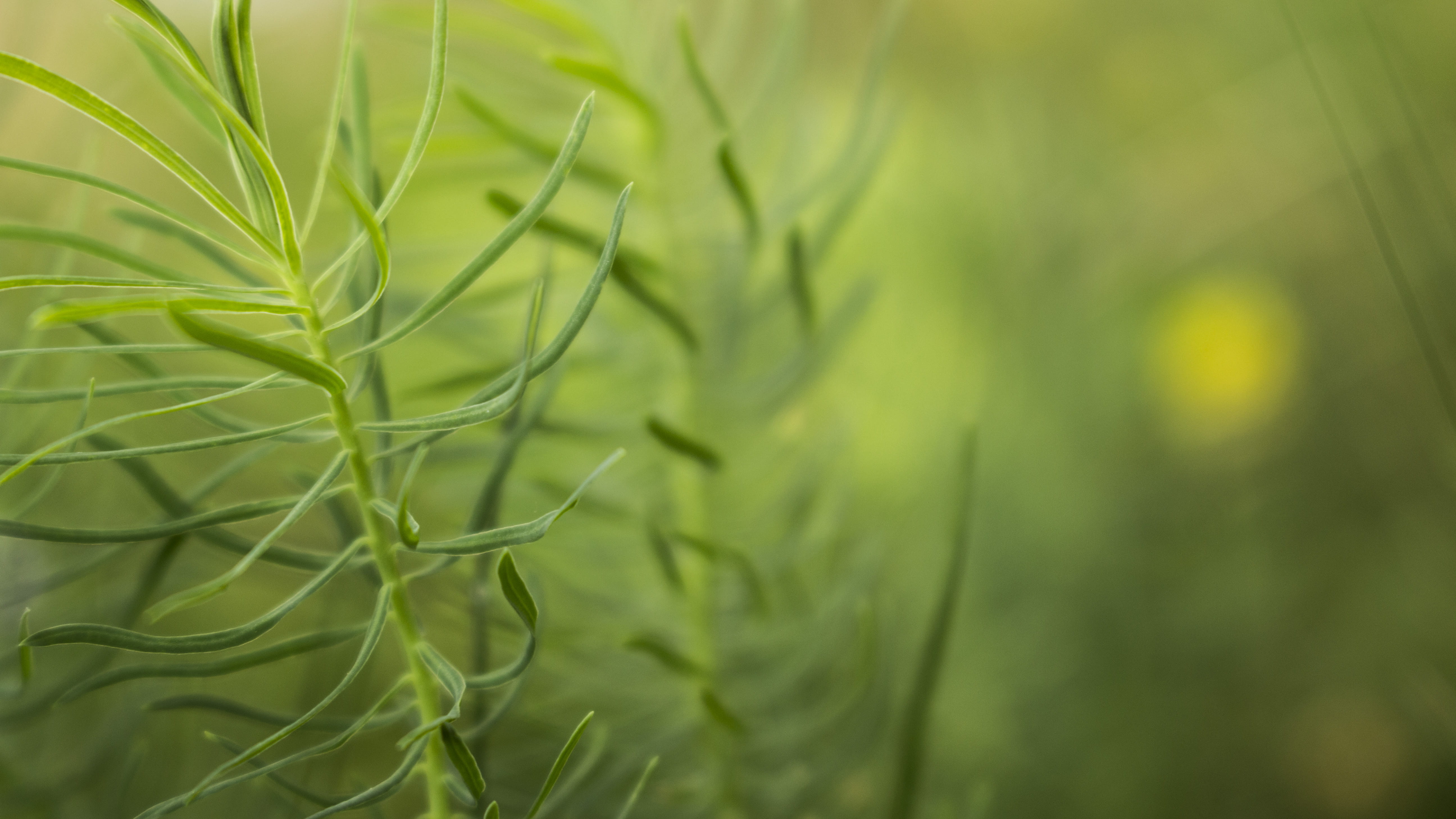 green color, fragility, outdoors, day, plant, miracle, beauty, no people, selective focus, close-up, beauty in nature, agriculture, focus on foreground, HD Wallpaper