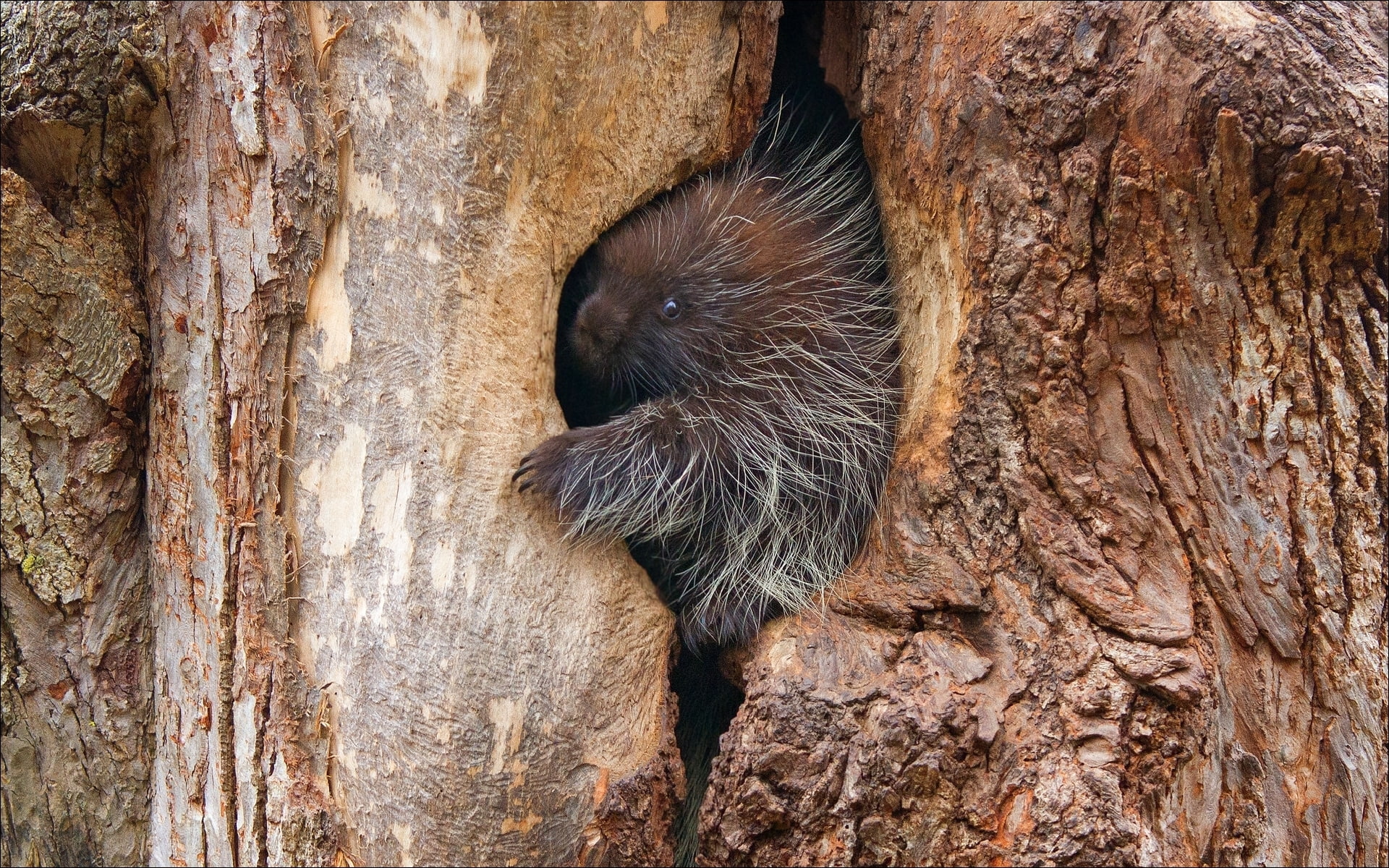 miracle, 1080P, nature, animals, porcupine, HD Wallpaper