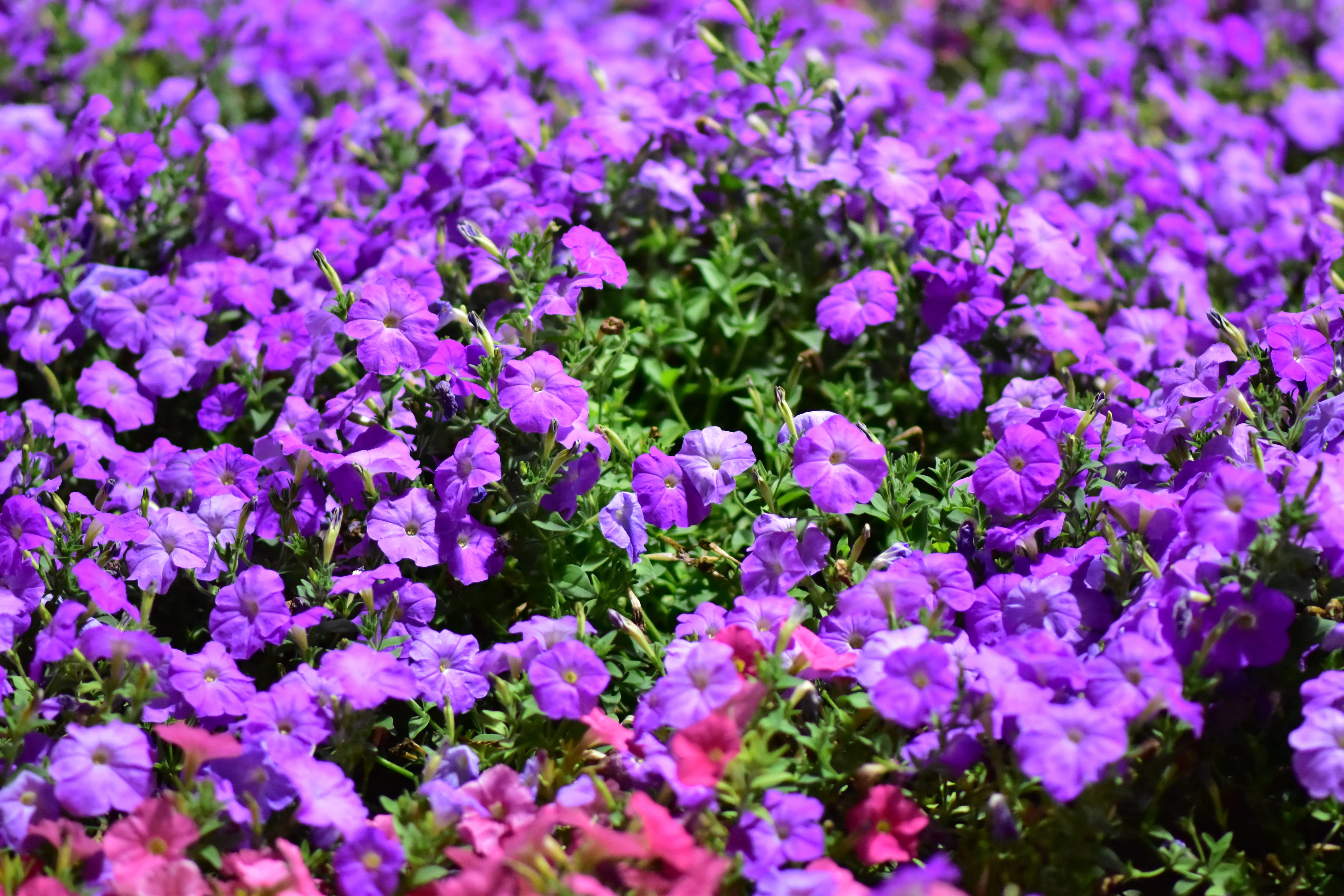flower head, close-up, flower, purple, day, 5K, purple flowers, nature, growth, outdoors, flowering plant, vulnerability, selective focus, miracle garden, HD Wallpaper