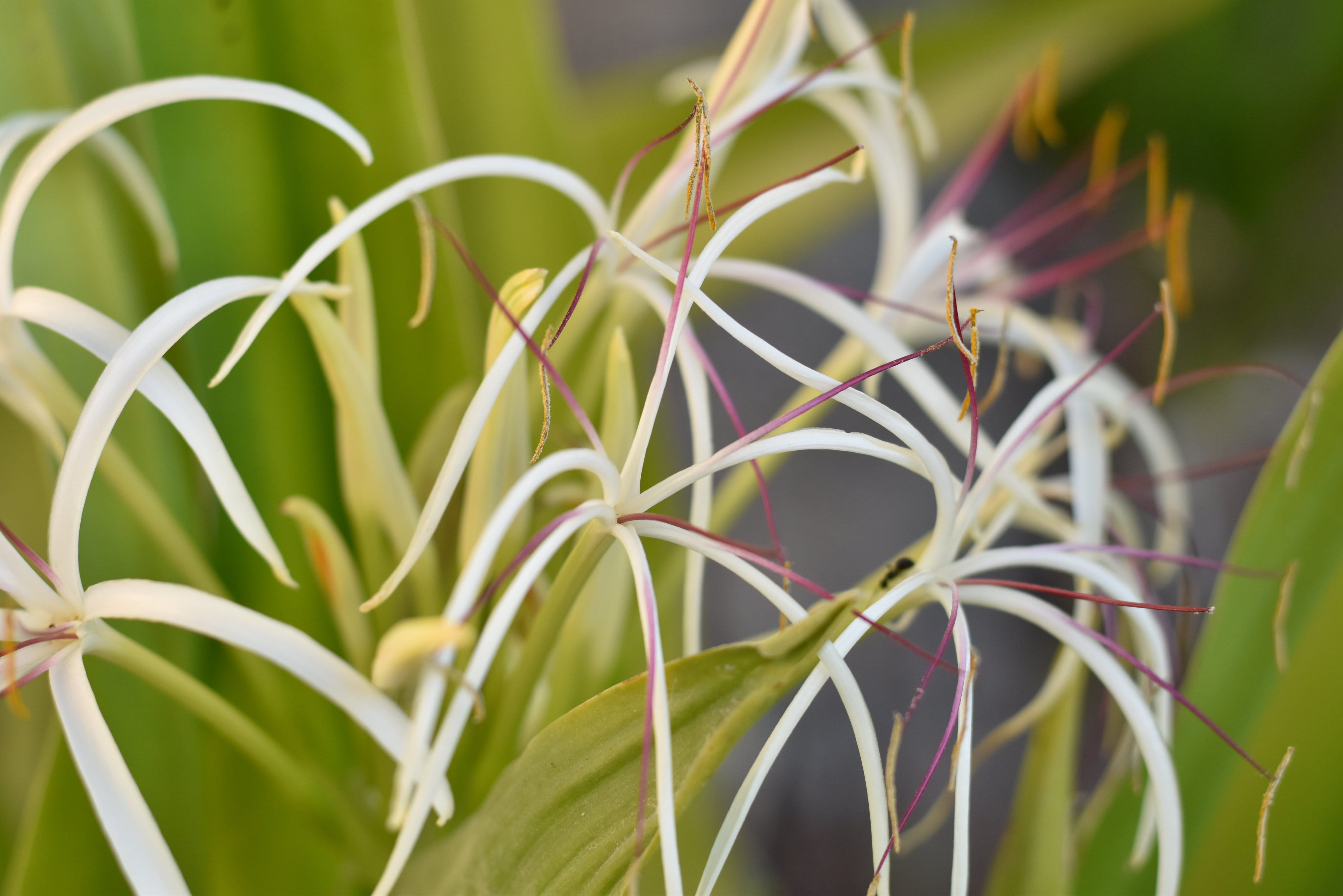 flower, nature, day, plant, no people, animals in the wild, growth, close-up, outdoors, dubai, plant part, 4K, buds and white flower, blade of grass, floral, HD Wallpaper