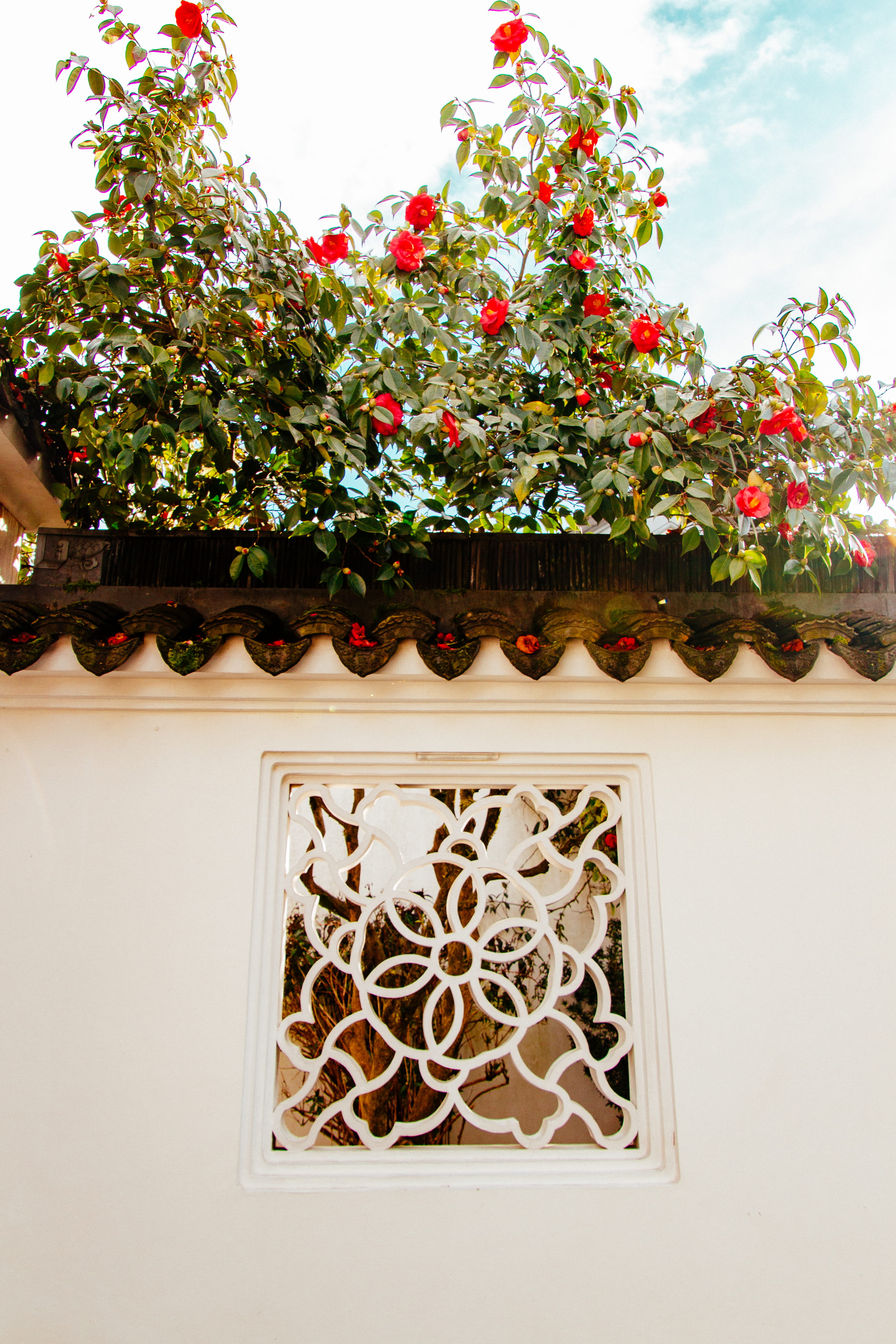 garden, low angle view, wall, 4K, beauty in nature, flowering plant, blossom, building exterior, outdoors, camellia, potted plant, sky, pattern, flower arrangement, Phone HD Wallpaper