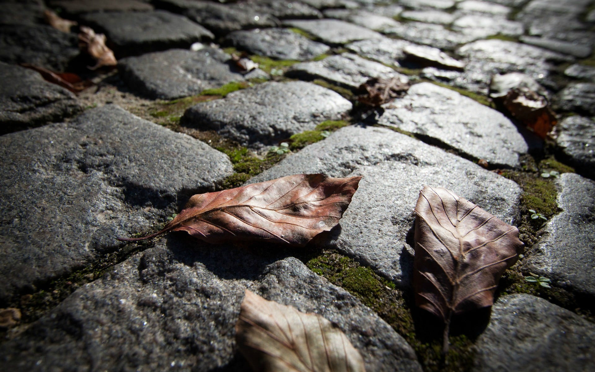 close-up, one animal, macro, rock, selective focus, outdoors, animal themes, animal wildlife, nature, 1080P, moss, leaves, vertebrate, no people, footpath, HD Wallpaper