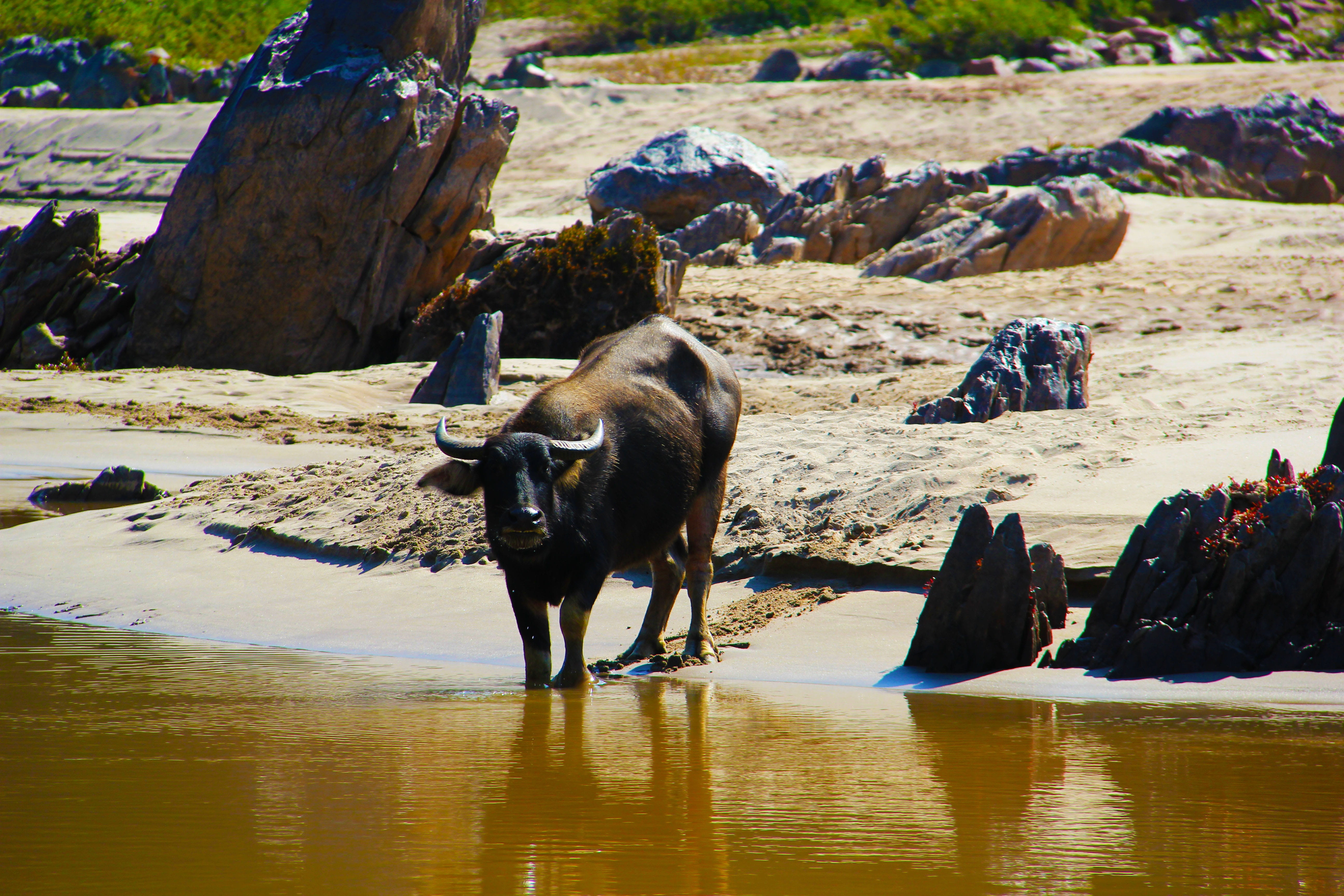 bull, livestock, india, spiritual, oxe, water, attraction, herbivorous, sunlight, travel, 5K, looking, animal, river, ganges, domestic animals, vertebrate, HD Wallpaper