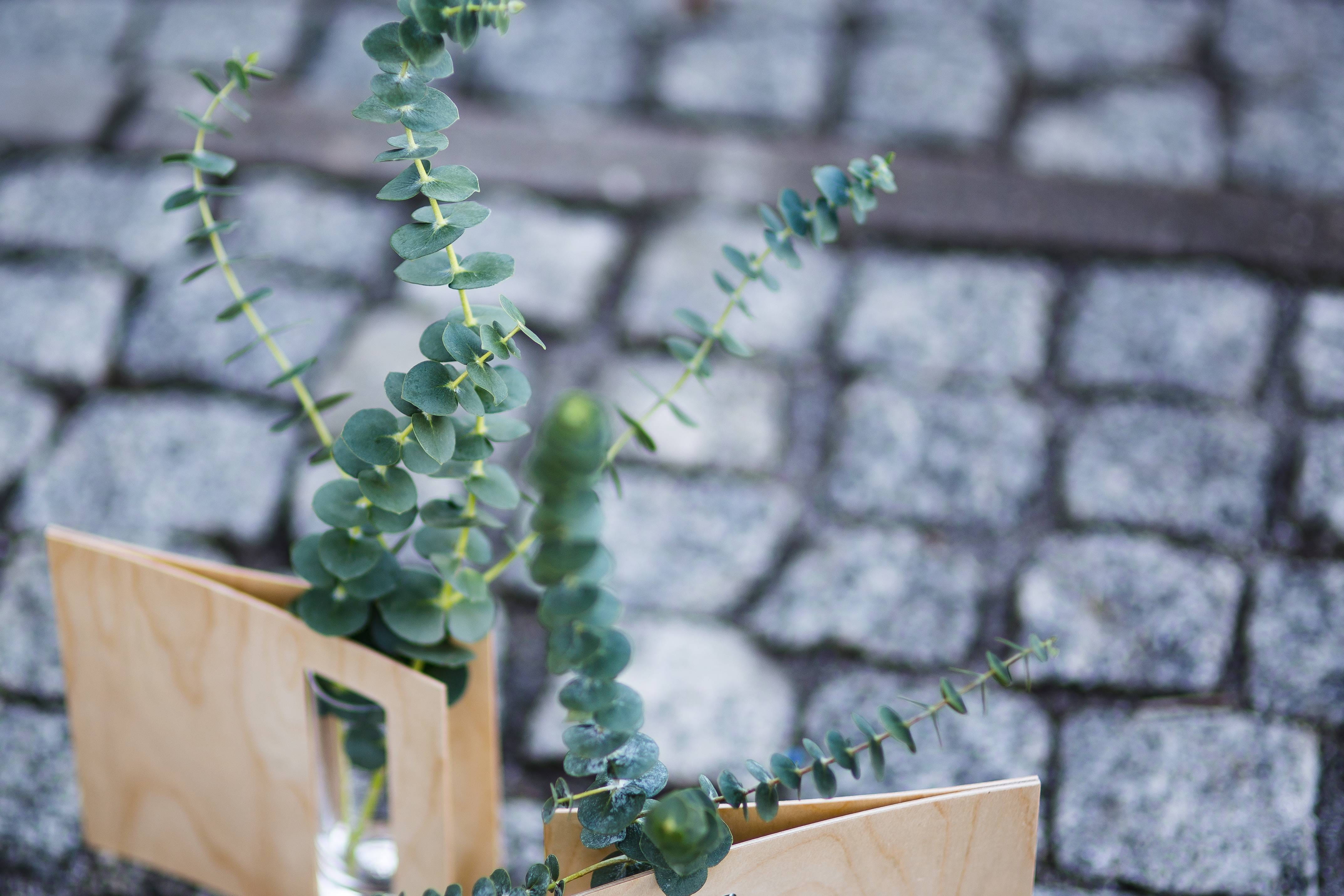 architecture, wall - building feature, flower, leaf, Miniature, pavement, day, wall, 4K, mini, plants, building exterior, cobblestone, stone wall, decoration, HD Wallpaper