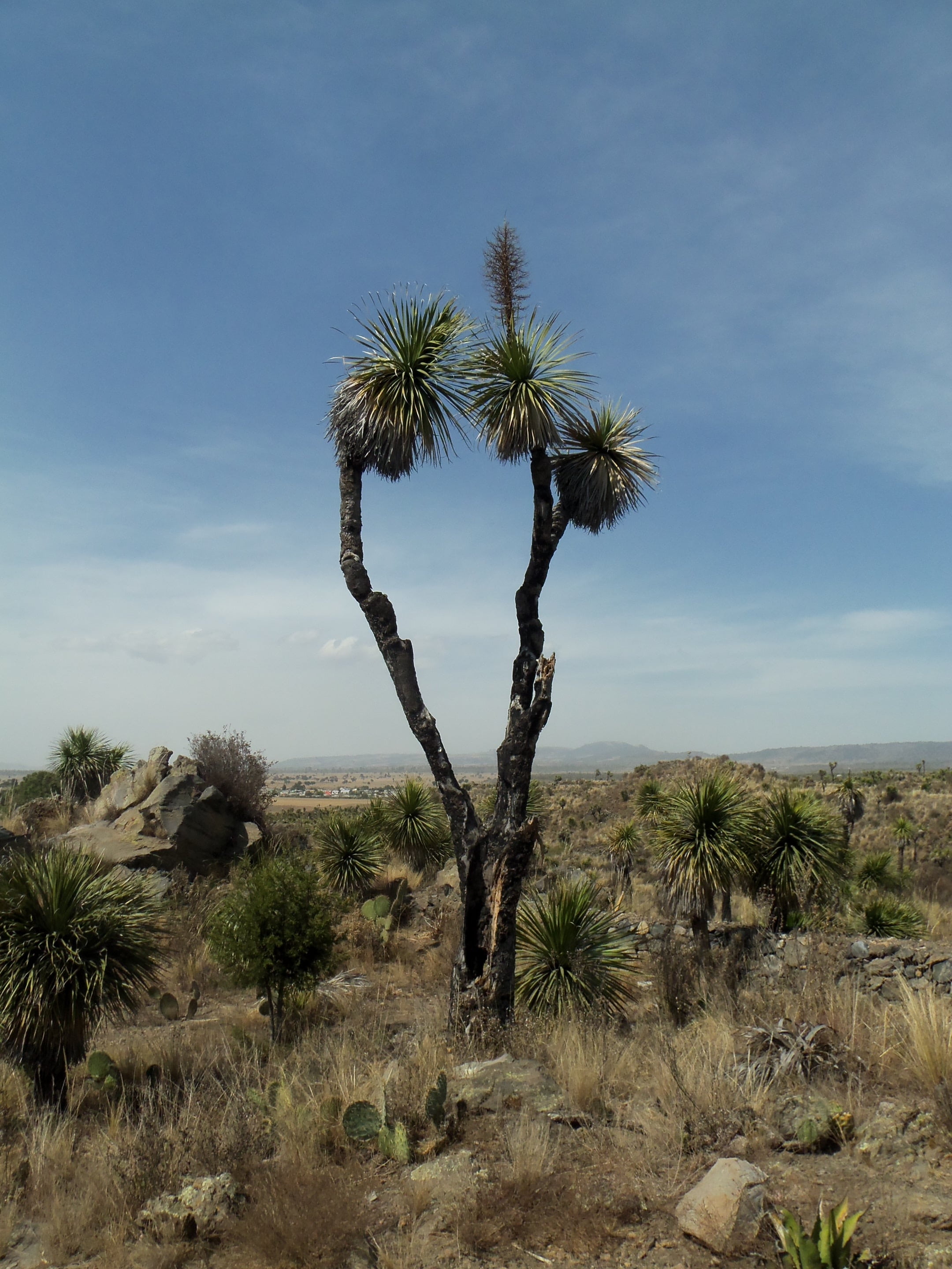 dry, clouds, mountains, land, sunny day, puebla, tranquil scene, archeology, hiking, palm tree, tranquility, non-urban scene, beauty in nature, arid climate, Phone HD Wallpaper