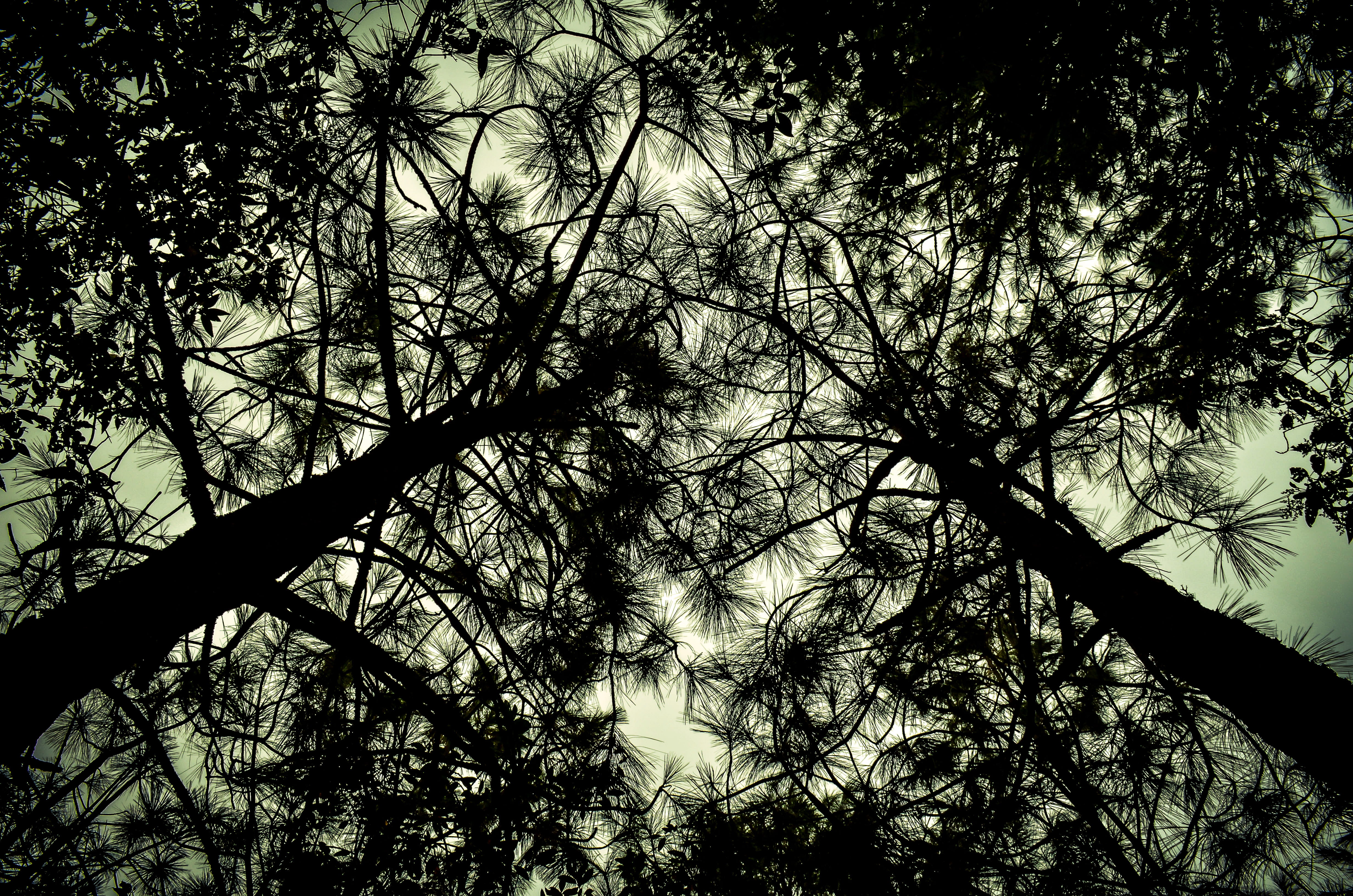 branch, tree canopy, view, nature, sky, tlaxcala, landscape, woodland, growth, contrast, silhouette, tree, trees, outdoors, beauty in nature, black, abstract, HD Wallpaper