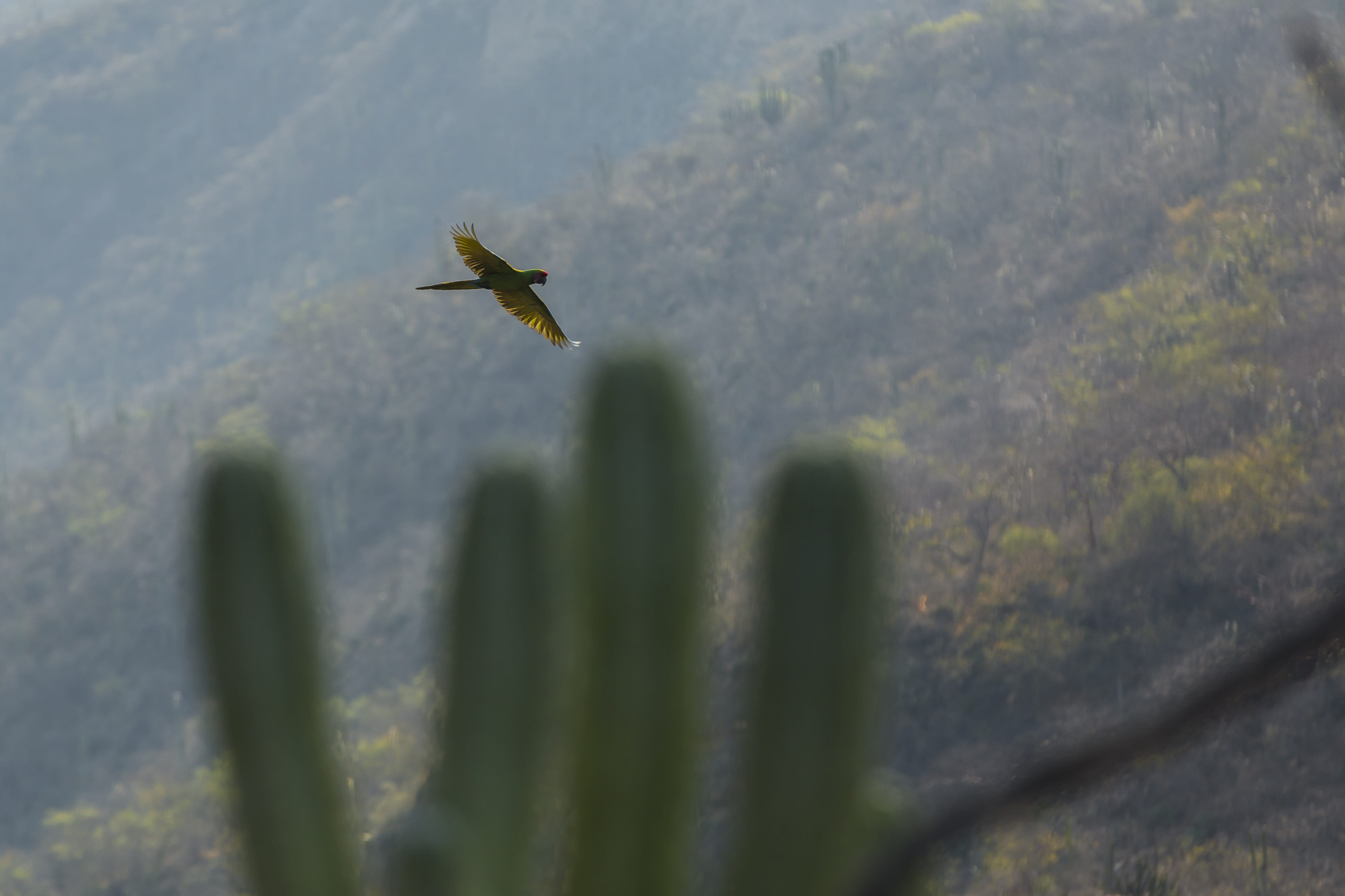 nature, grey, focus, animals in the wild, animal wildlife, shallow, mid-air, motion, animal, vertebrate, 4K, plant, flying, spread wings, cactus, one animal, HD Wallpaper