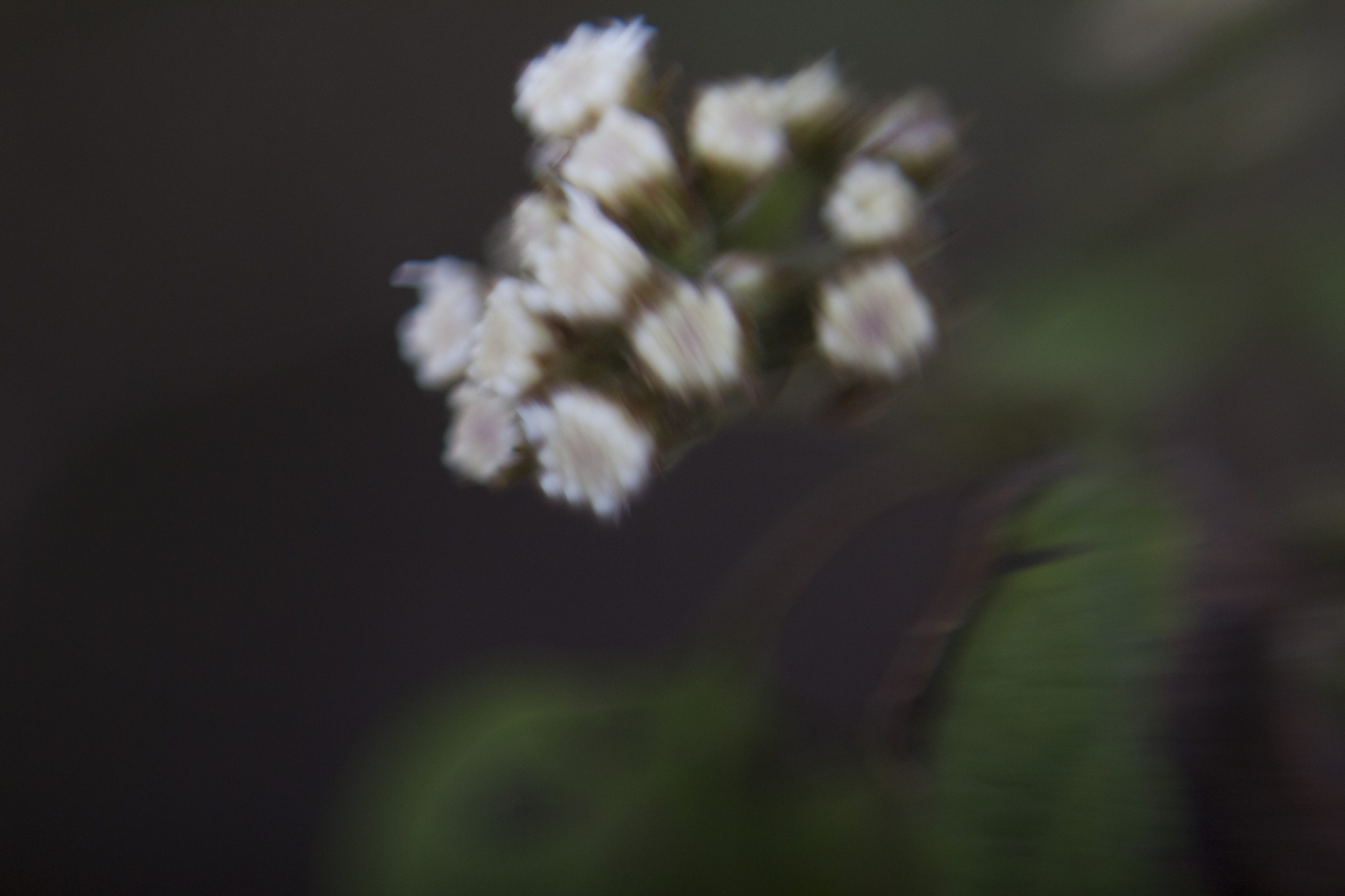 white, plant, calle zacatlan, close-up, flower, art, white color, fragility, no people, blur, selective focus, 5K, spring, springtime, freshness, beauty in nature, HD Wallpaper