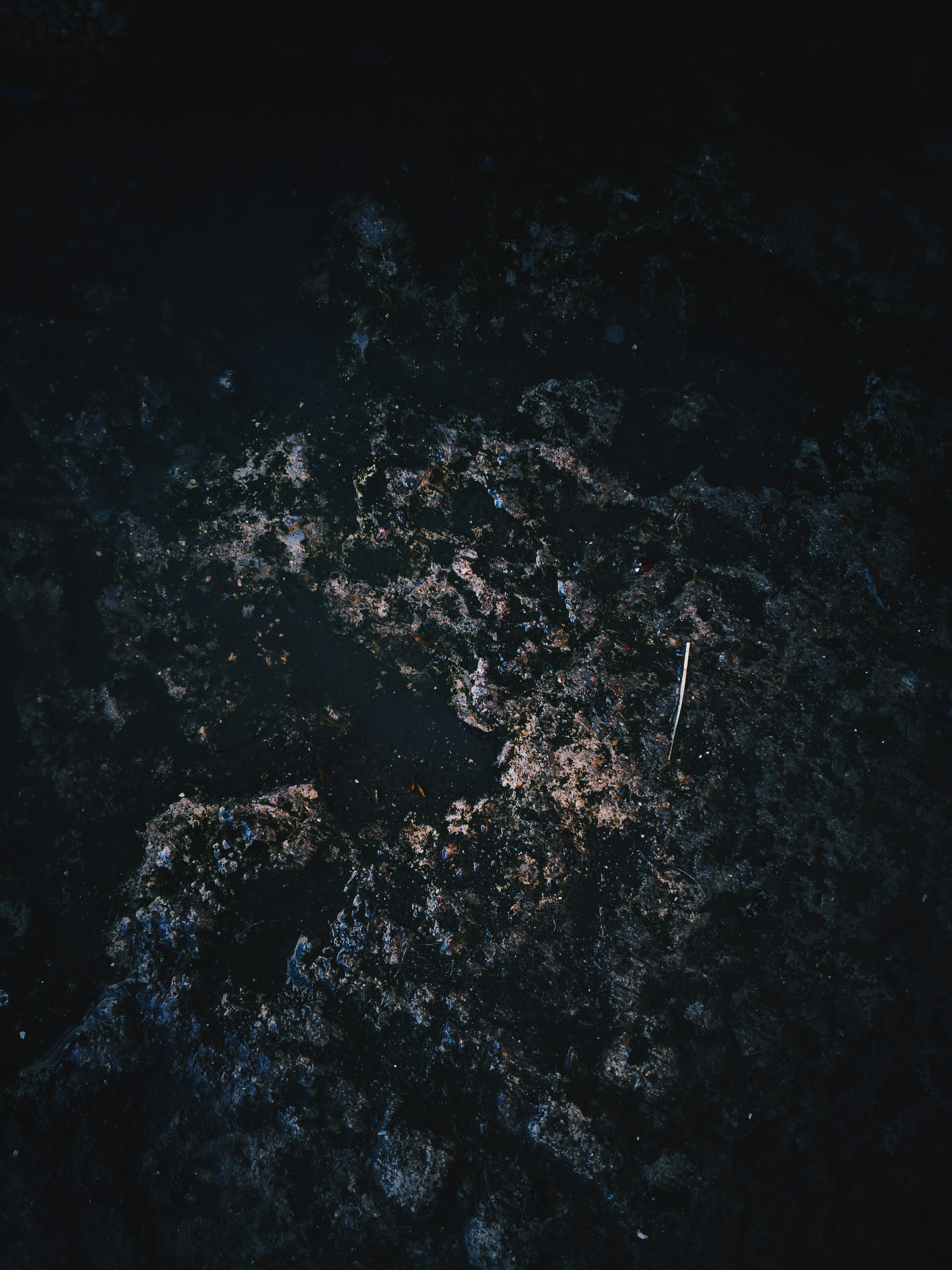 close-up, sea, marine, solid, heroica puebla de zaragoza, roble 5, backgrounds, water, damp, nature, outdoors, textured, rock, animal wildlife, no people, Phone HD Wallpaper