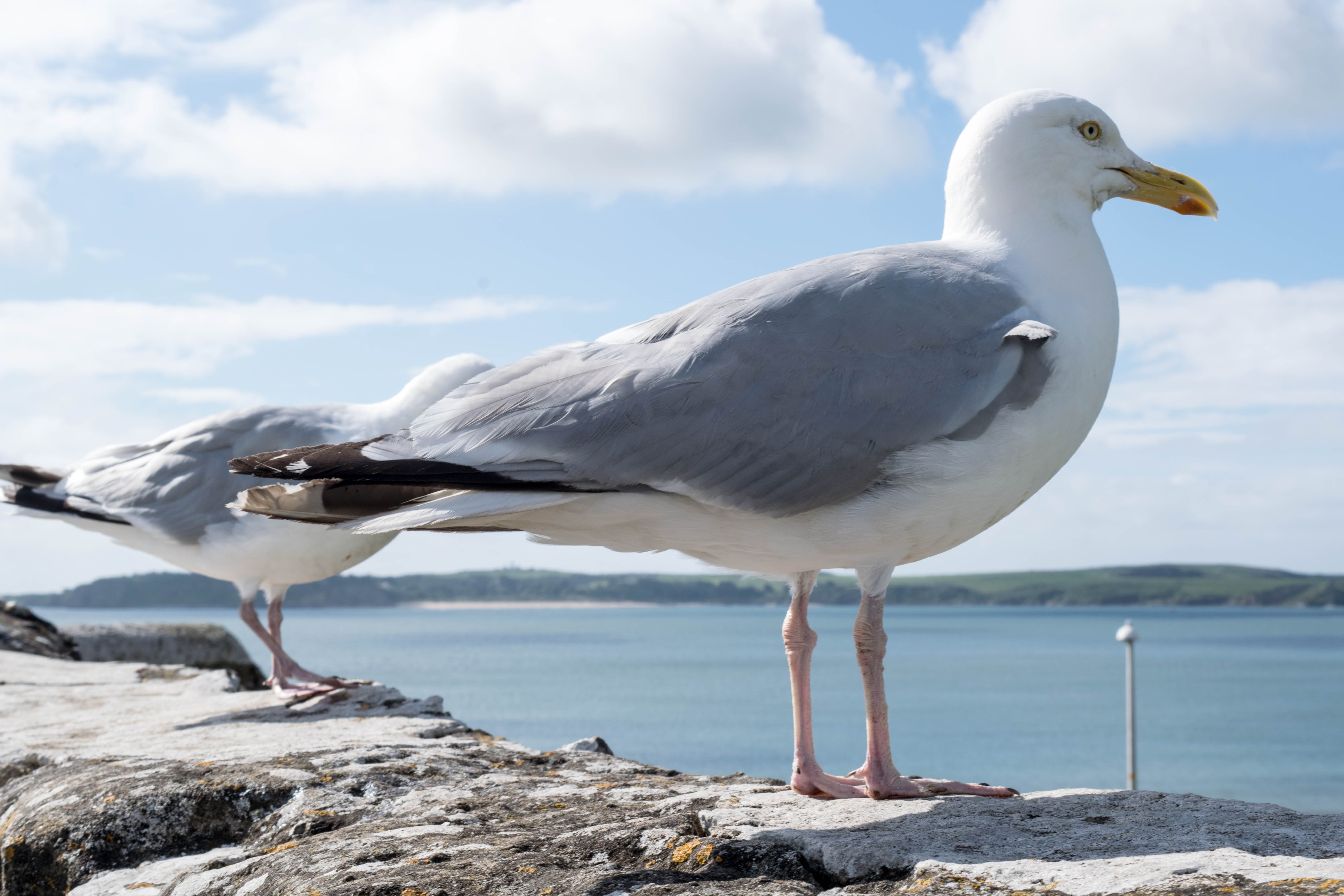 beak, no people, sea, seagull, tenby, animal, solid, nature, bird, water, beauty in nature, vertebrate, perching, rock - object, day, animal themes, animal wildlife, HD Wallpaper