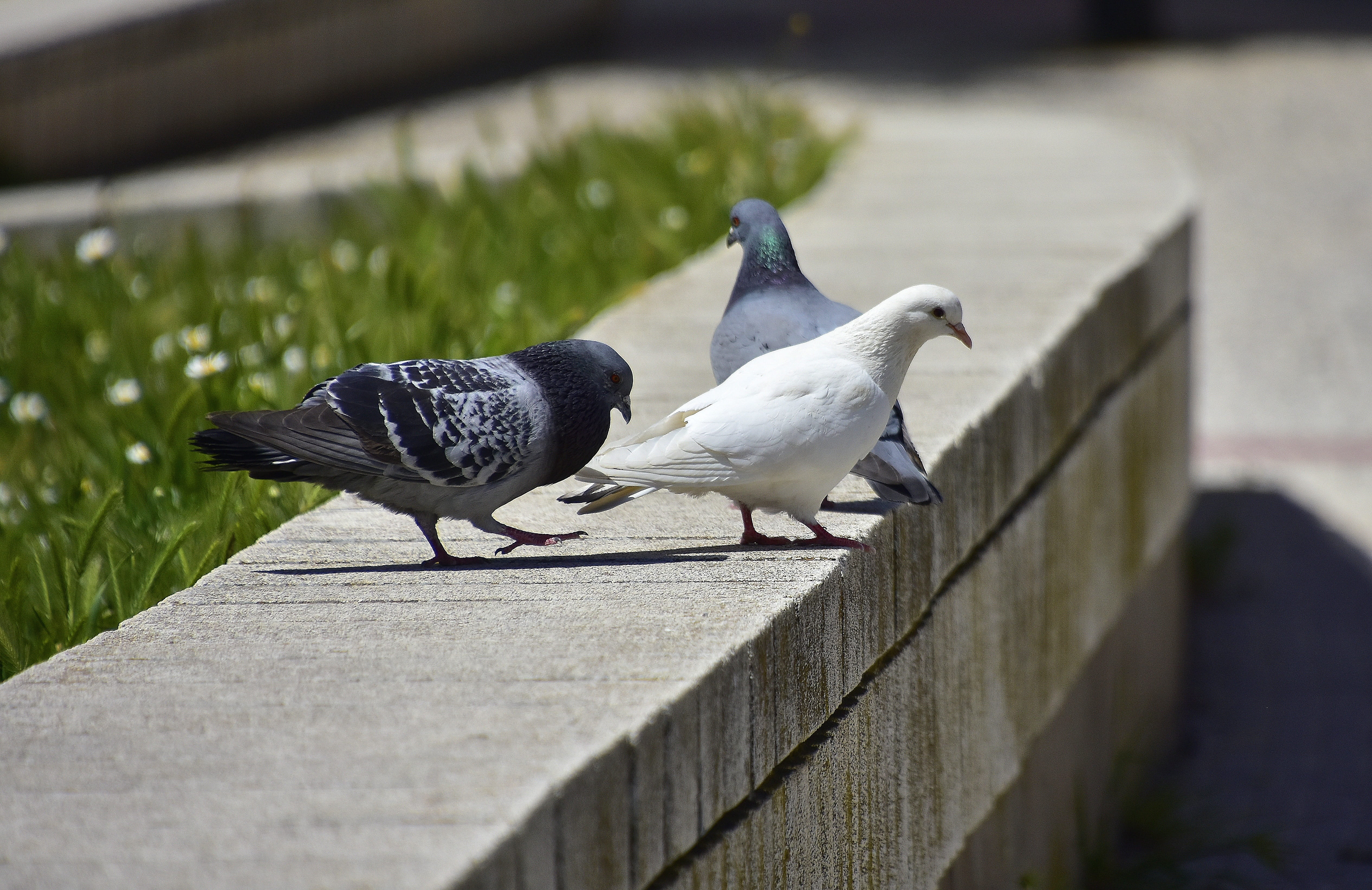 footpath, seagull, animal, sunlight, nature, animals in the wild, bird, perching, animal themes, outdoors, 4K, two animals, wall, no people, birds, animal wildlife, HD Wallpaper