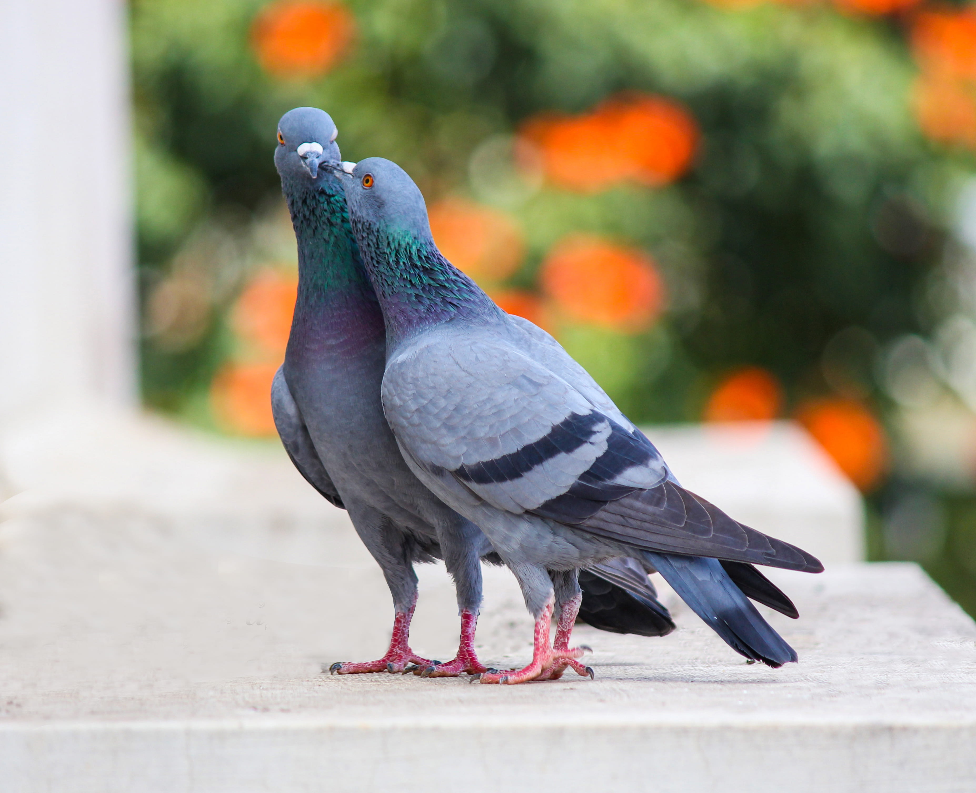 day, focus on foreground, animal wildlife, photo, retaining wall, pigeons, perching, animal, outdoors, no people, vertebrate, avian, animals in the wild, HD Wallpaper