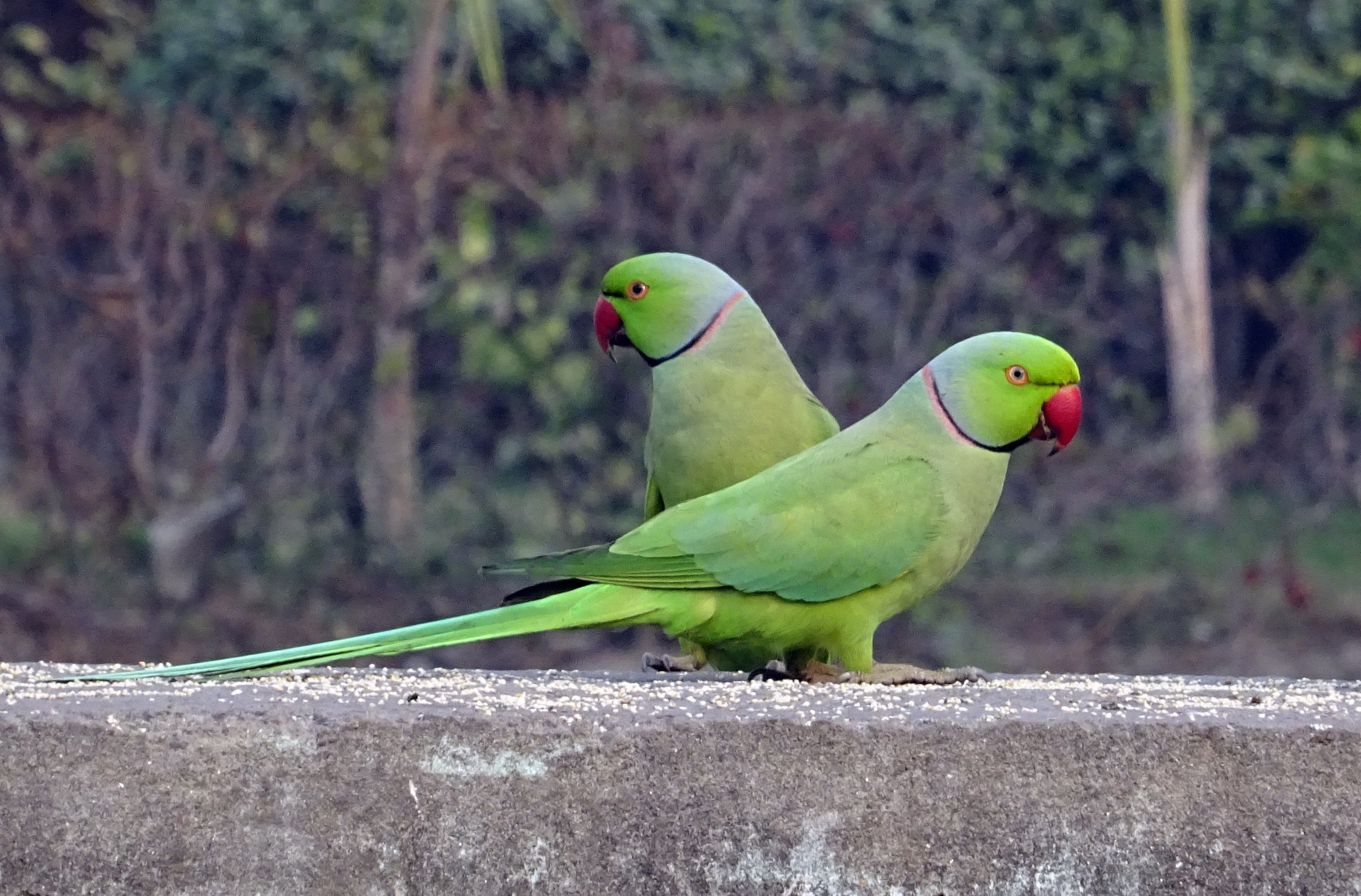 full length, close-up, tropical, rose-ringed parakeet, animal, green, wall, psittacula krameri, fauna, animals in the wild, outdoors, birds, india, parakeet, HD Wallpaper