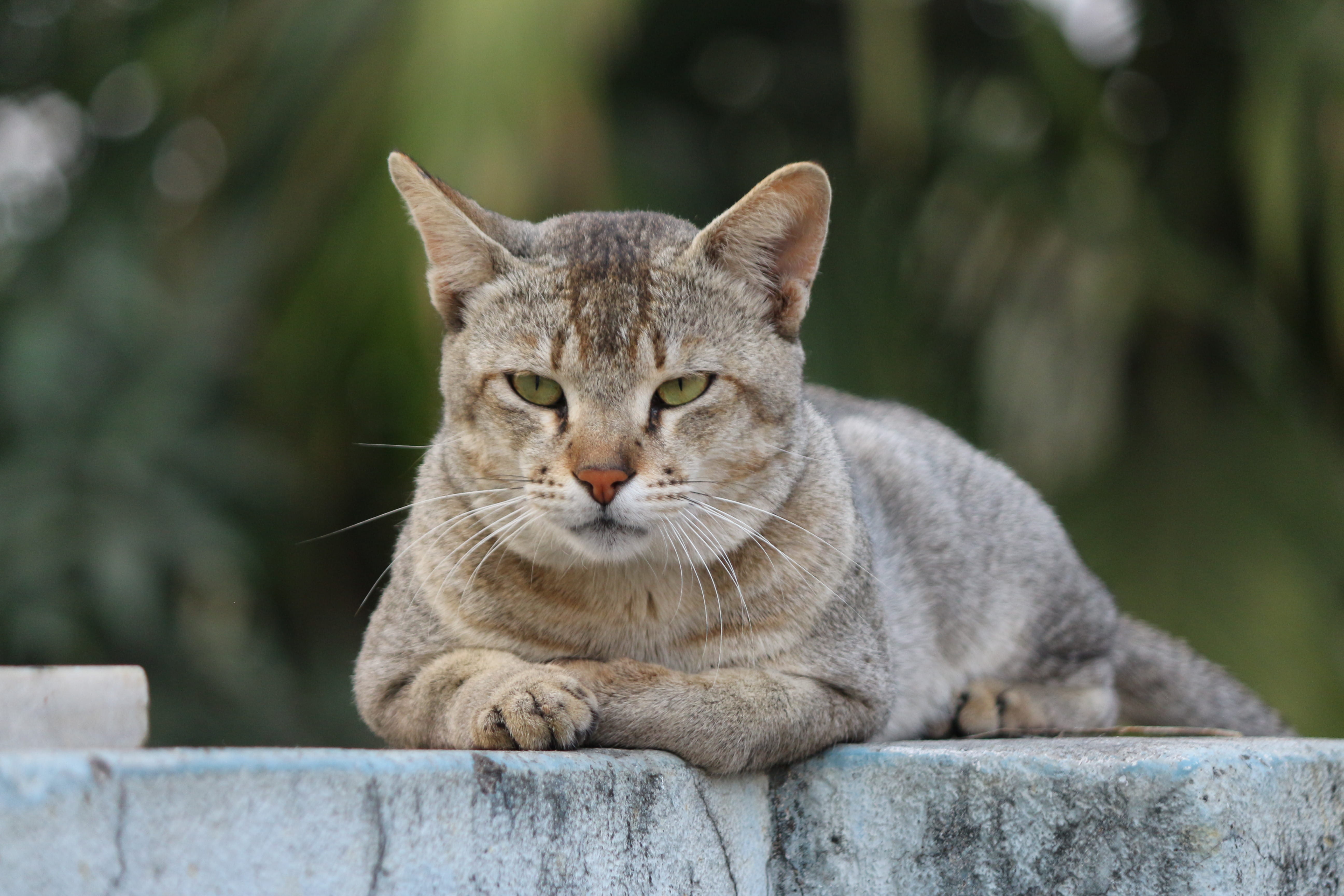 no people, cat sitting on a wall, feline, day, domestic cat, wall, cat, tabby, portrait, focus on foreground, fat cat, animal themes, vertebrate, domestic, HD Wallpaper