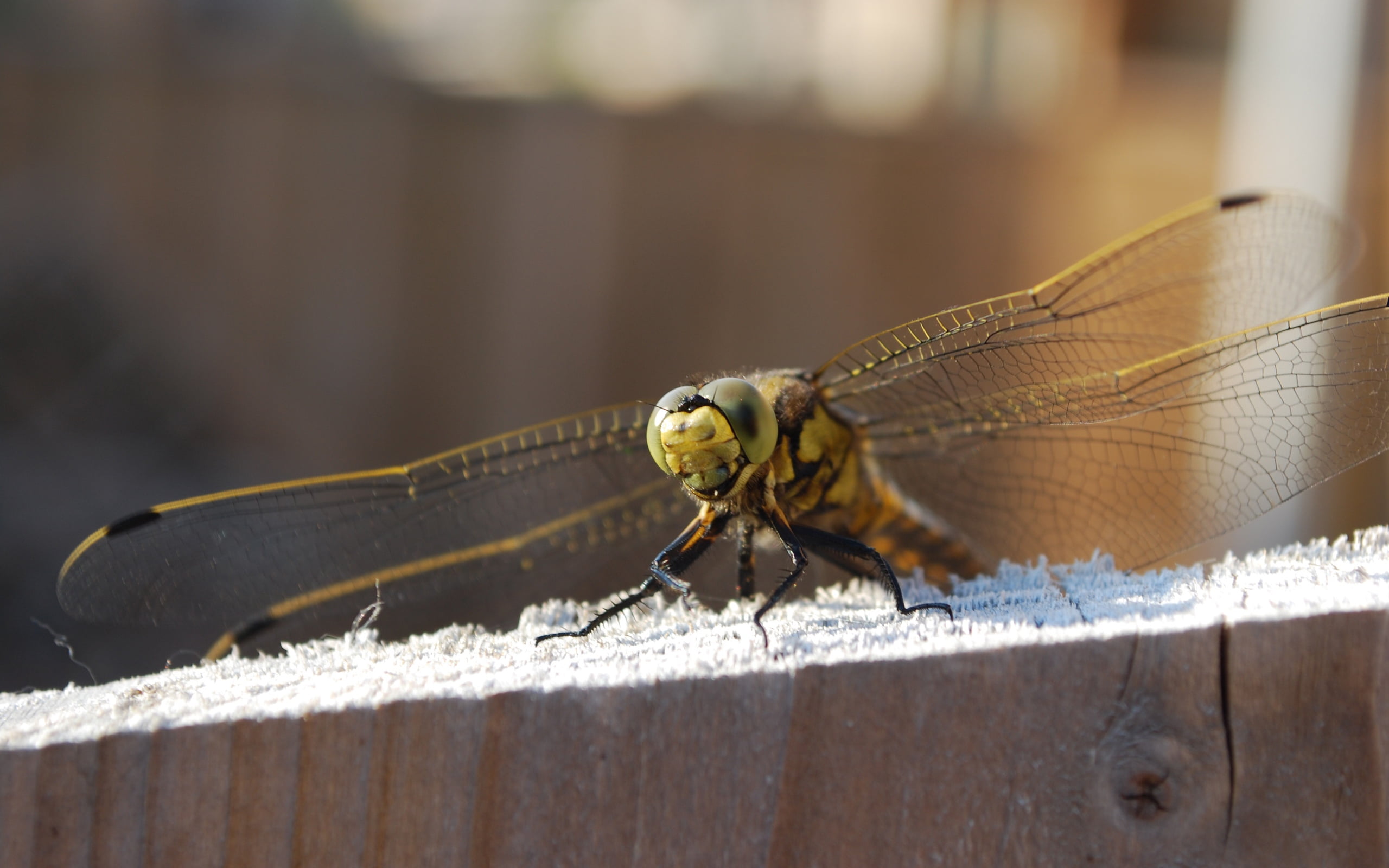 dragonfly, selective focus, nature, perching, animal themes, insect, focus on foreground, wood - material, darner, wall, animals in the wild, animal wildlife, HD Wallpaper