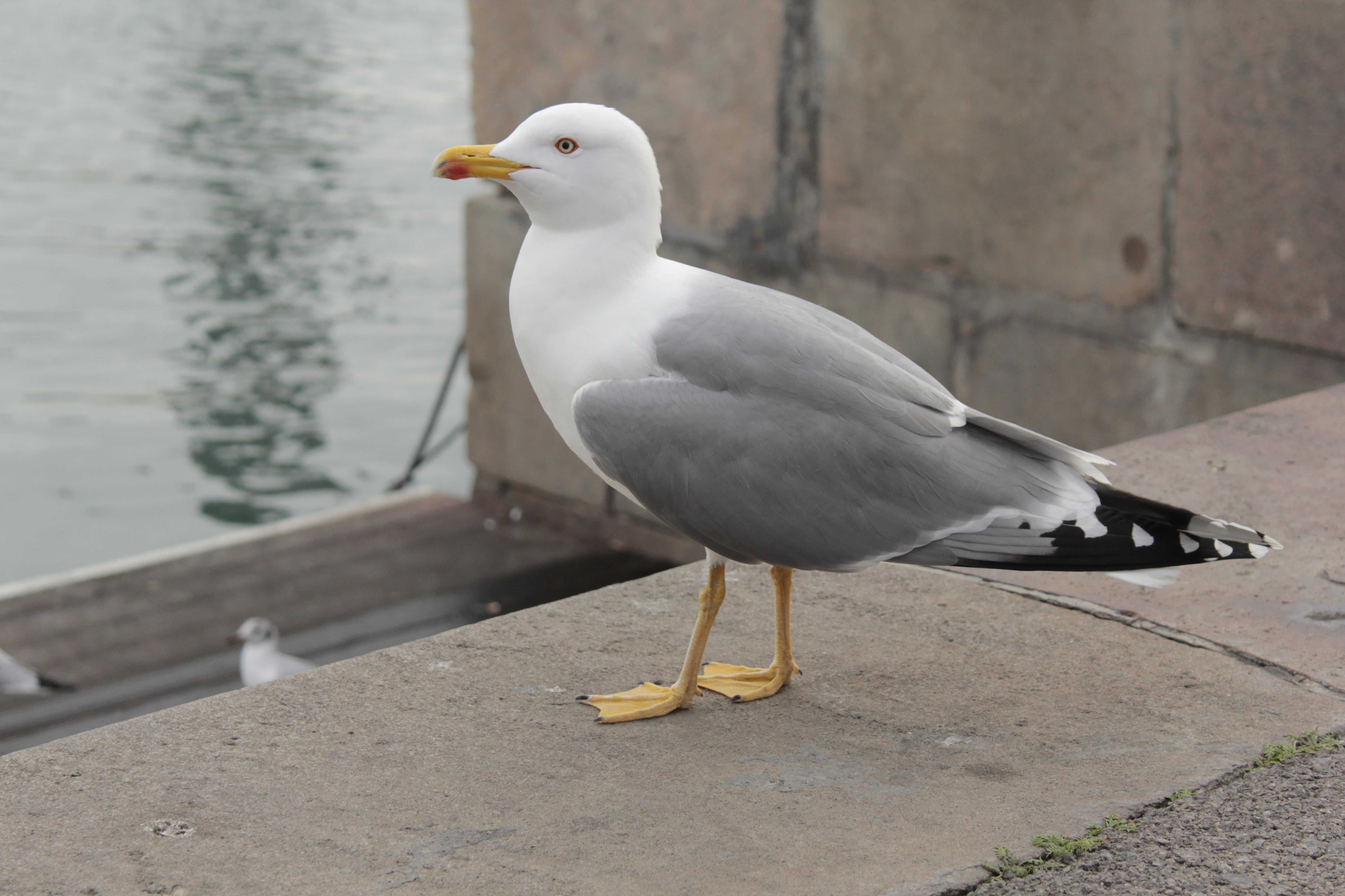 focus on foreground, no people, full length, day, sea, animal, sea Bird, nature, one animal, wall, vertebrate, perching, animal themes, water, dock, animals in the wild, HD Wallpaper