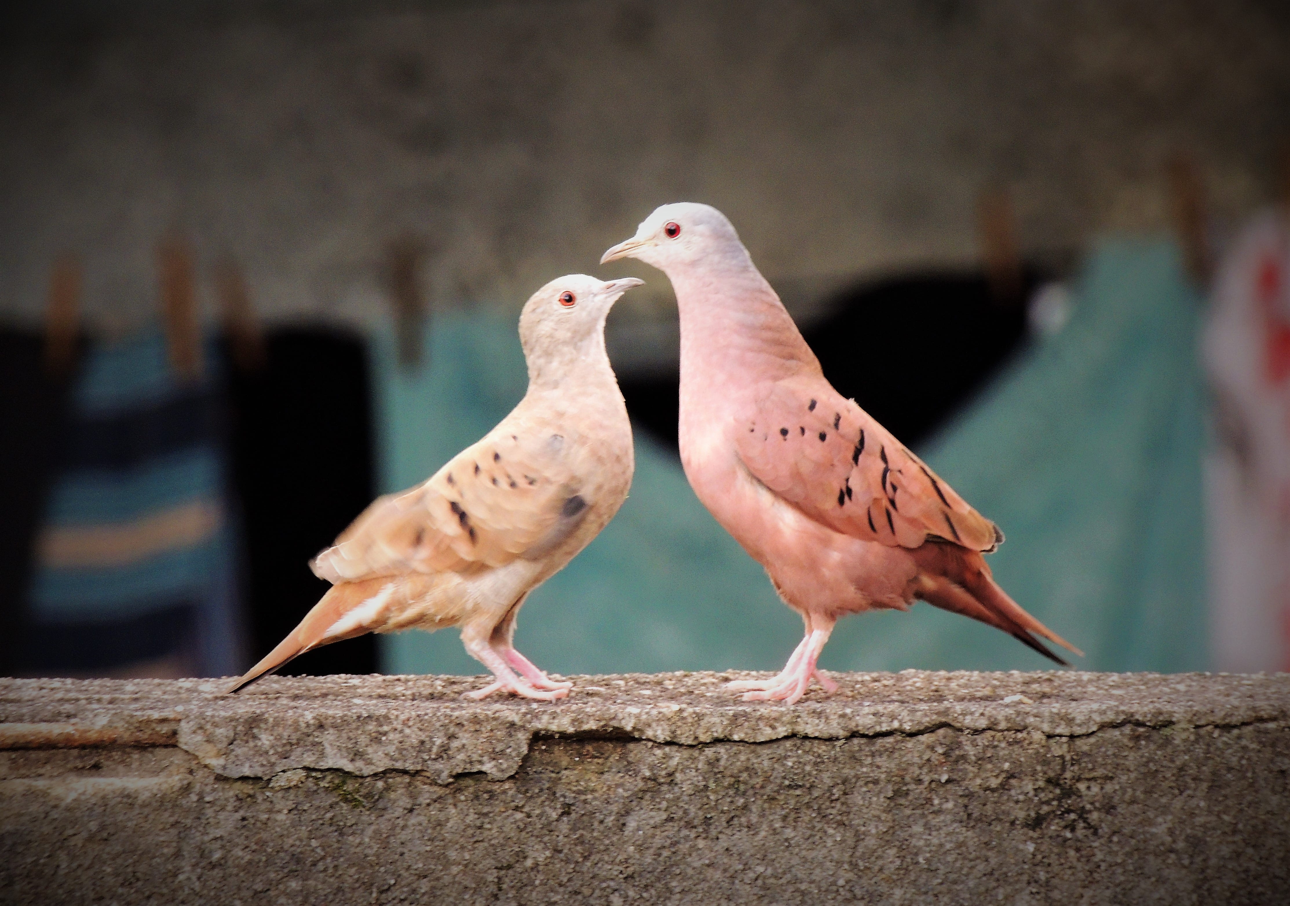 weasels, animal themes, vertebrate, 4K, birds, full length, facing, birdie, animals in the wild, day, couple birds, brown, wall, two, ruddy ground dove, HD Wallpaper
