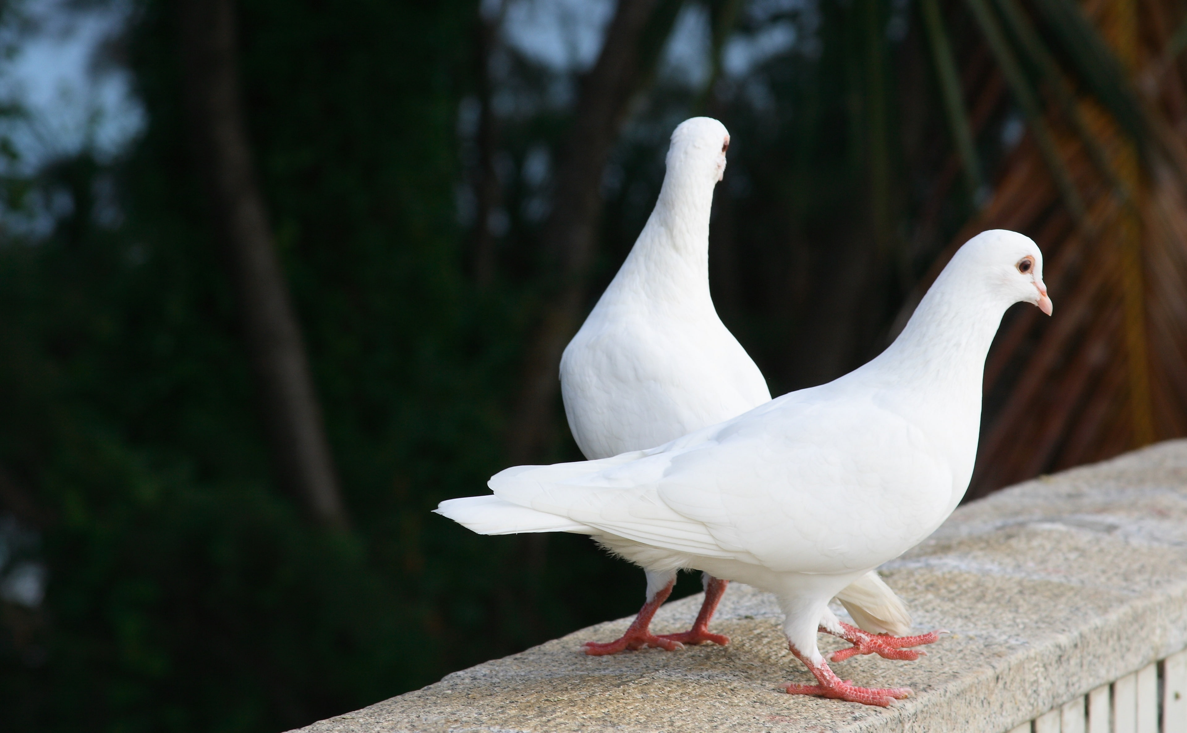 Pigeons, vertebrate, retaining wall, nature, railing, dove - bird, focus on foreground, animal, animal themes, outdoors, no people, two Pigeons, Animals, HD Wallpaper
