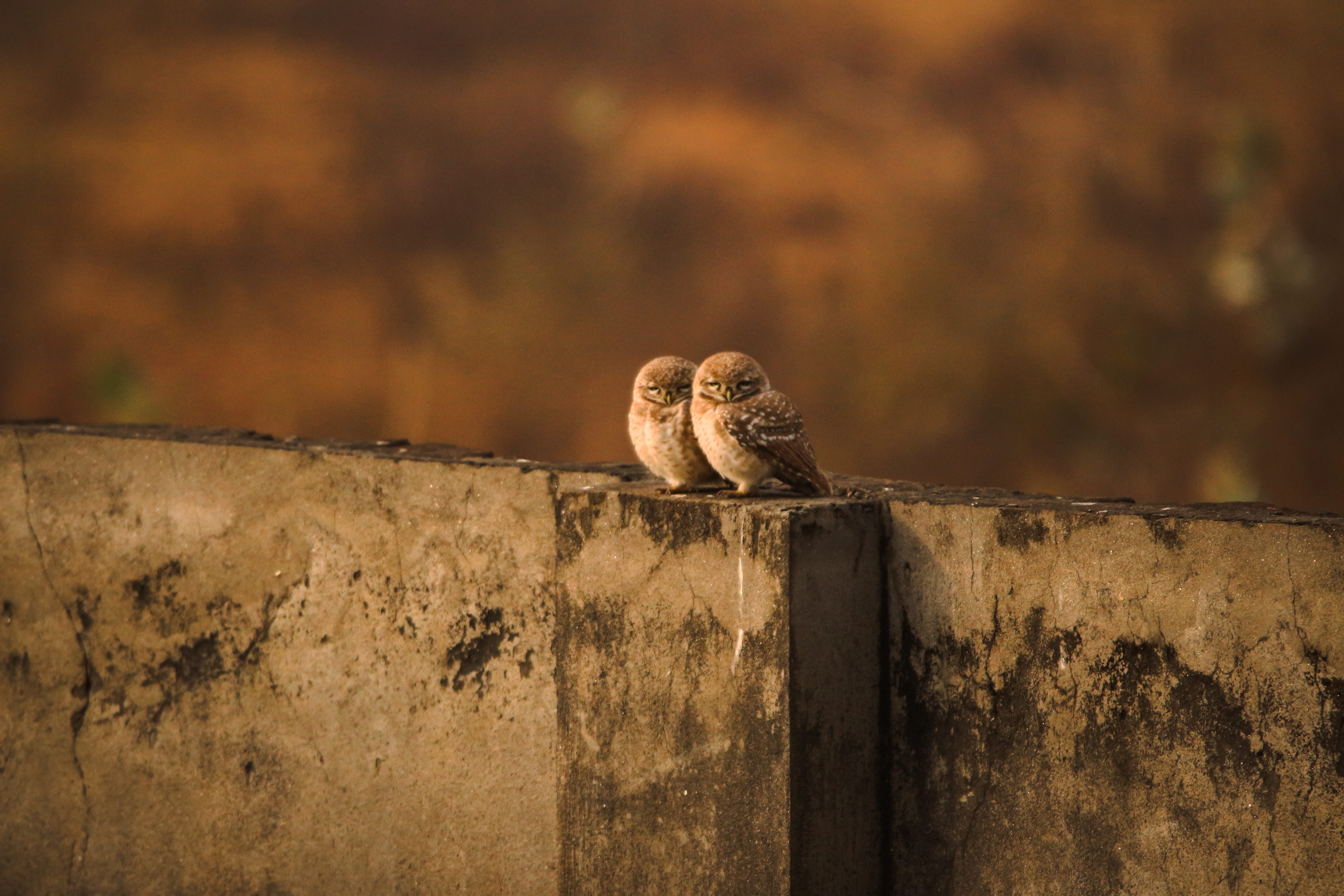owls, animal, birds, solid, rest, predator, love birds, pair, looking away, sweet, mammal, australia, cute, nature, outdoors, small, portrait, 5K, animal themes, HD Wallpaper