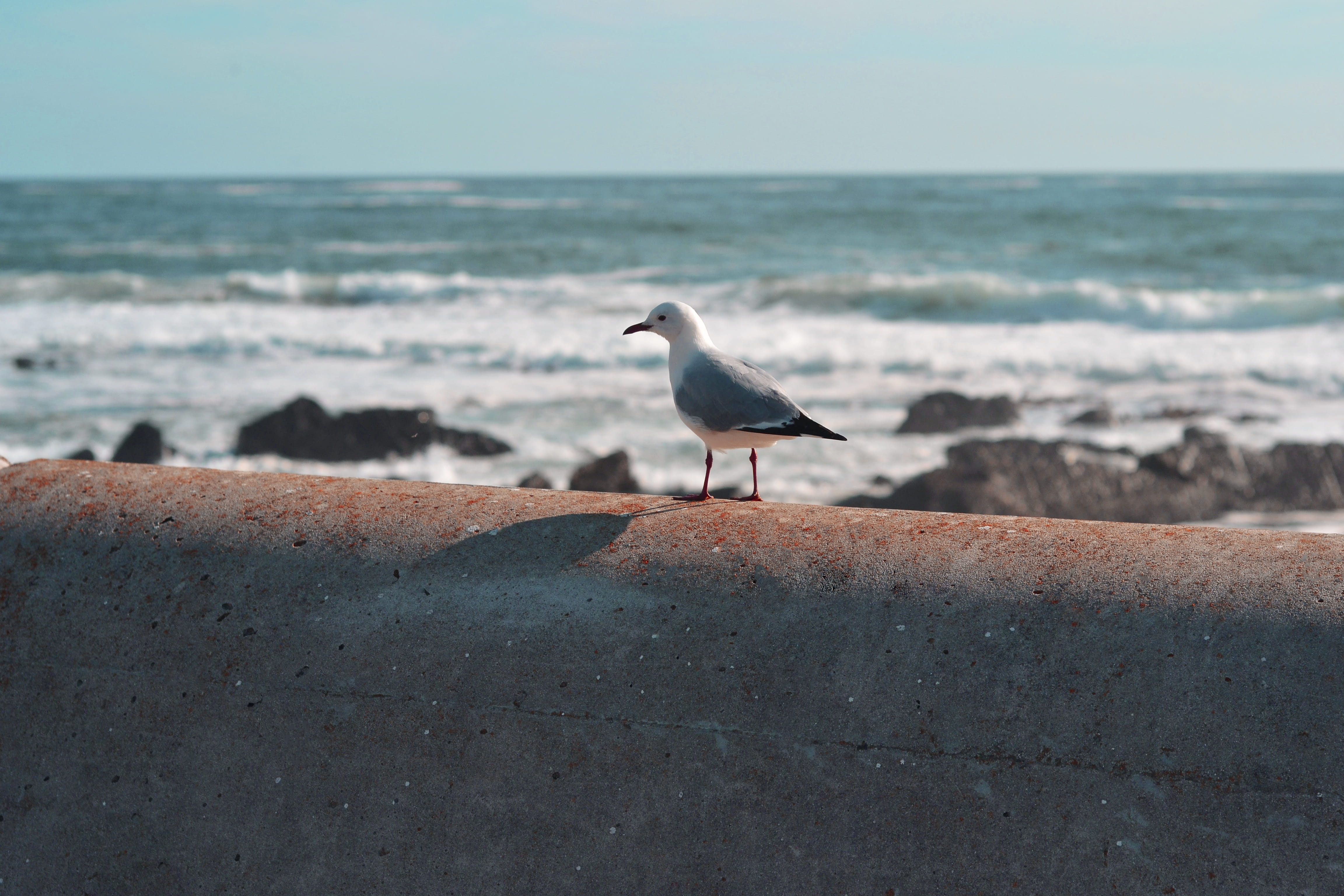outdoors, vertebrate, near, boardwalk, animal, ocean view, 4K, animal themes, ocean, rocks, seagull, perching, rust, day, horizon, no people, bird, banister, HD Wallpaper