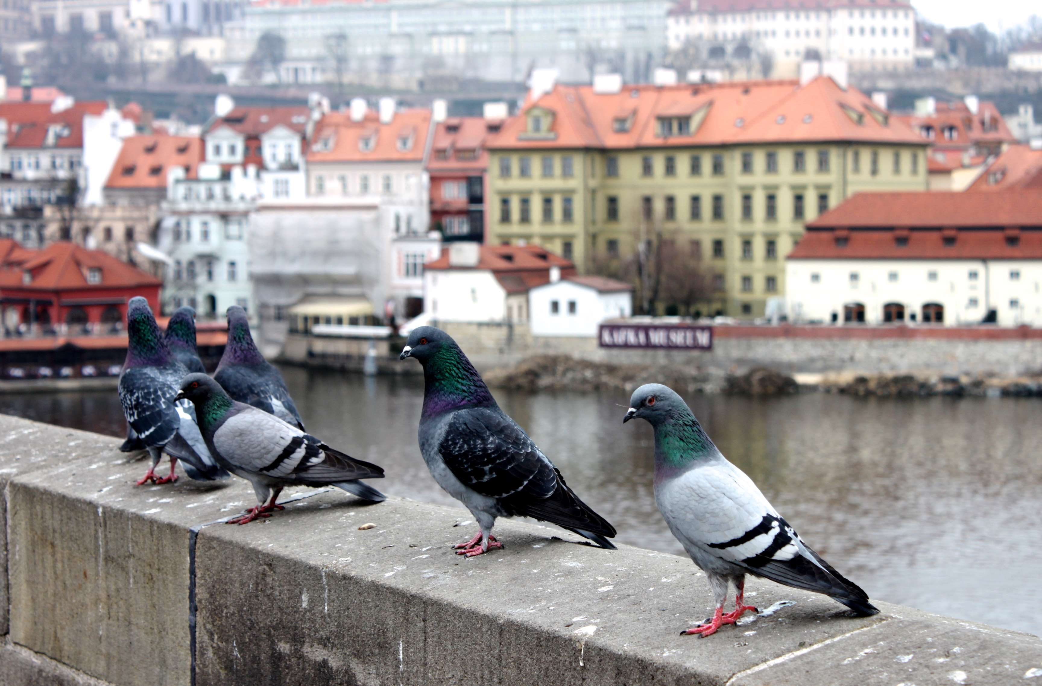 built structure, focus on foreground, perching, day, animals in the wild, city, retaining wall, animal, animal themes, pigeon, outdoors, cityscape, building, HD Wallpaper