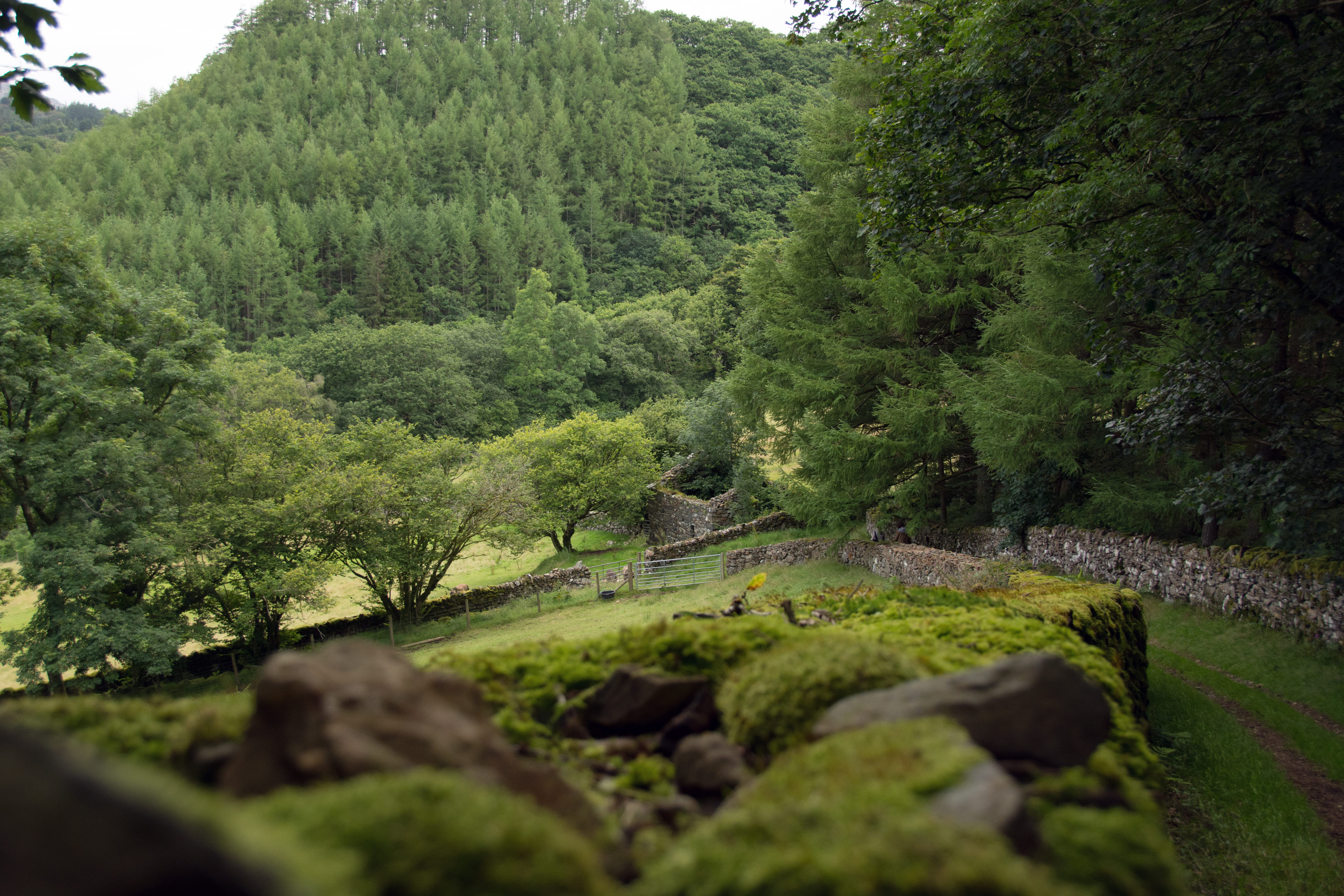 environment, green, tree, welshmountains, plant, mossywall, mountains, day, contry, landscape, walls, tranquil scene, tranquility, forest, wales, scenics - nature, HD Wallpaper