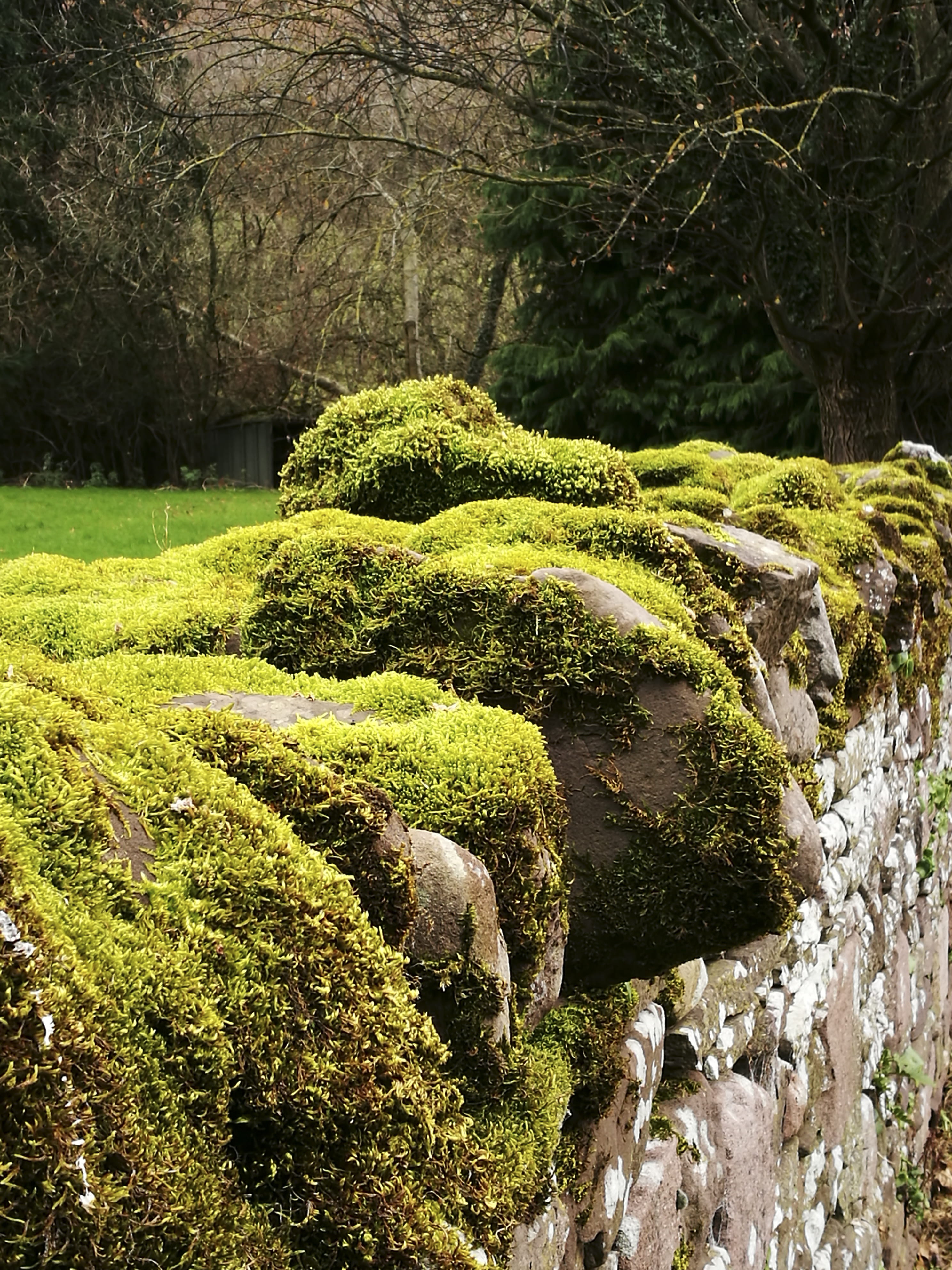 llanthony abbey, monmouthshire, solid, rock, tree, stone, united kingdom, welsh, outdoors, day, tranquil scene, growth, idyllic, moss, nature, land, wall, Phone HD Wallpaper