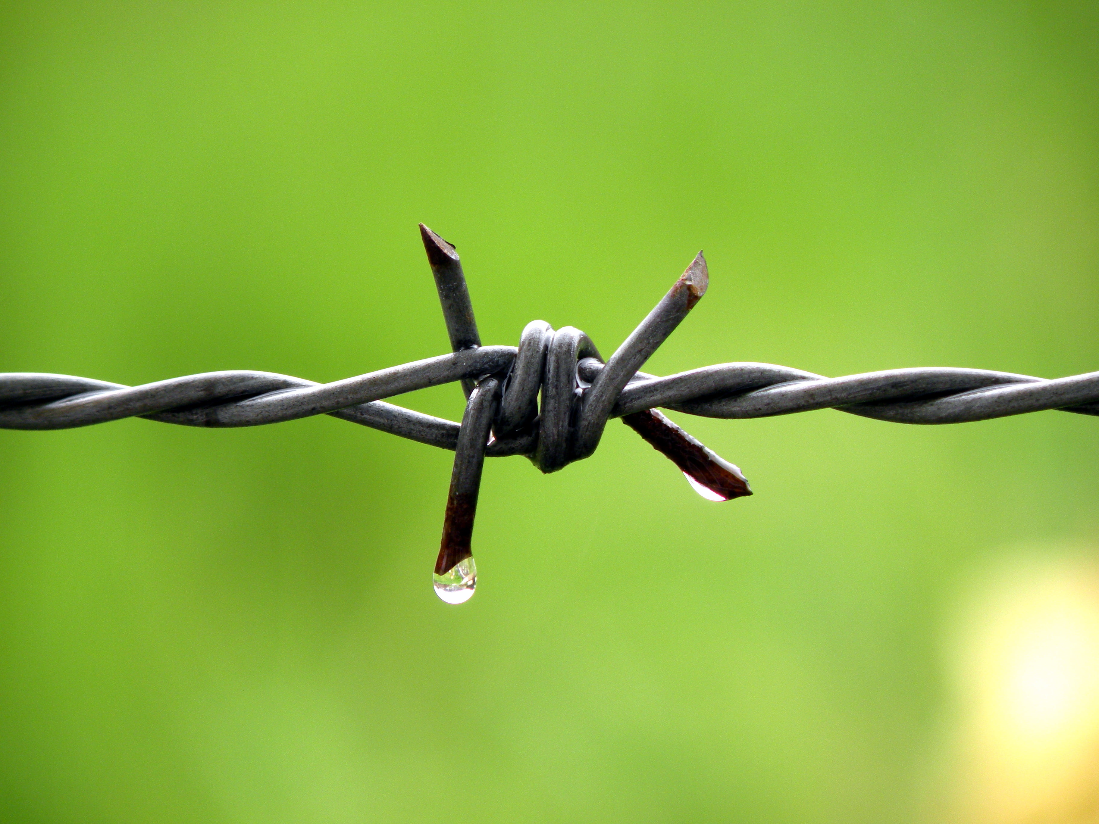 steel, fence, 2K, Water drop, closeup, metal, close-up, barbed Wire, gray, barbwire, photography, security, closeup photography, HD Wallpaper