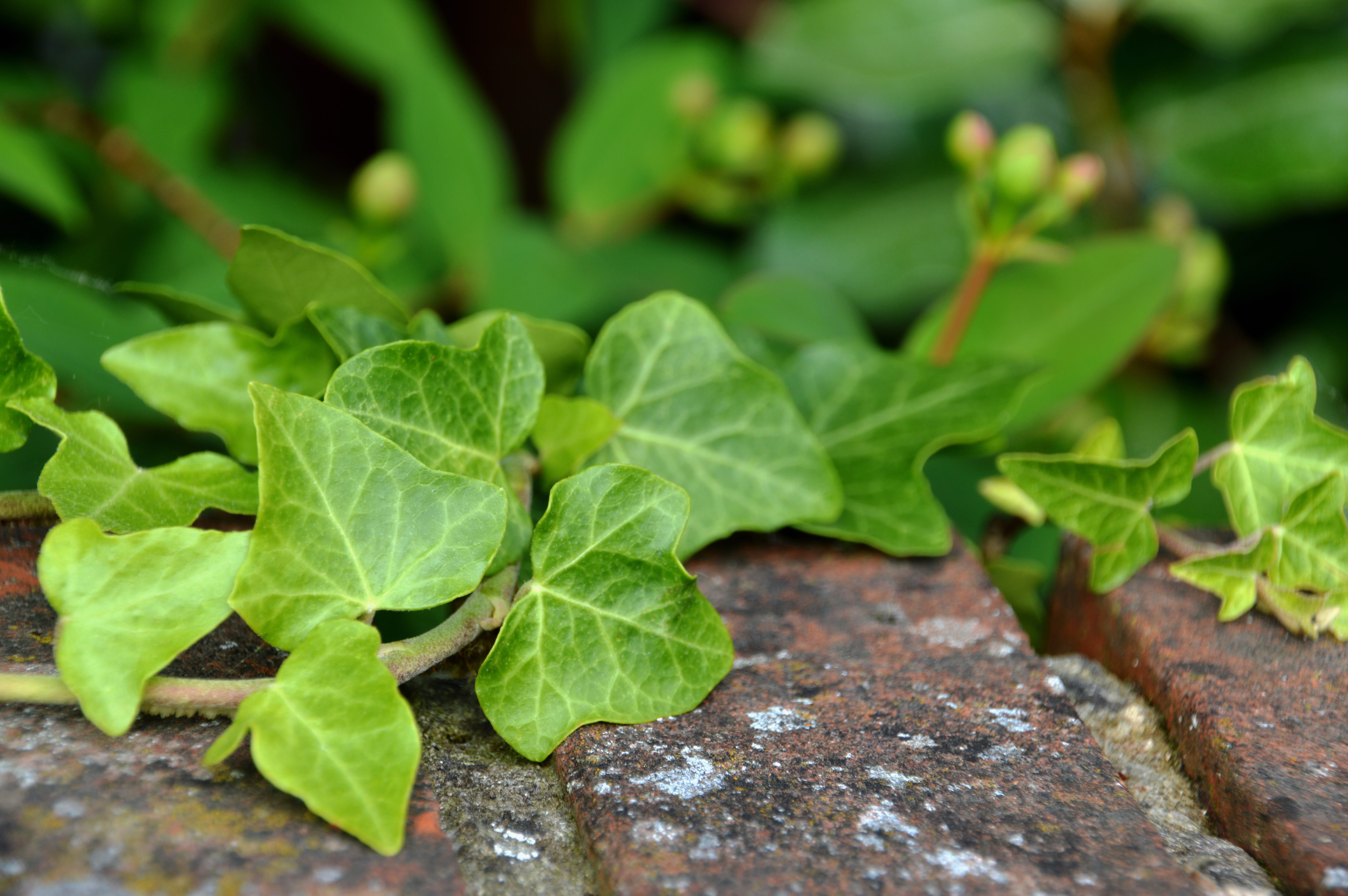 foliage, high angle view, wall, beauty in nature, food, field, freshness, flora, plant, day, spring, ivy, green color, shrub, focus on foreground, outdoors, HD Wallpaper