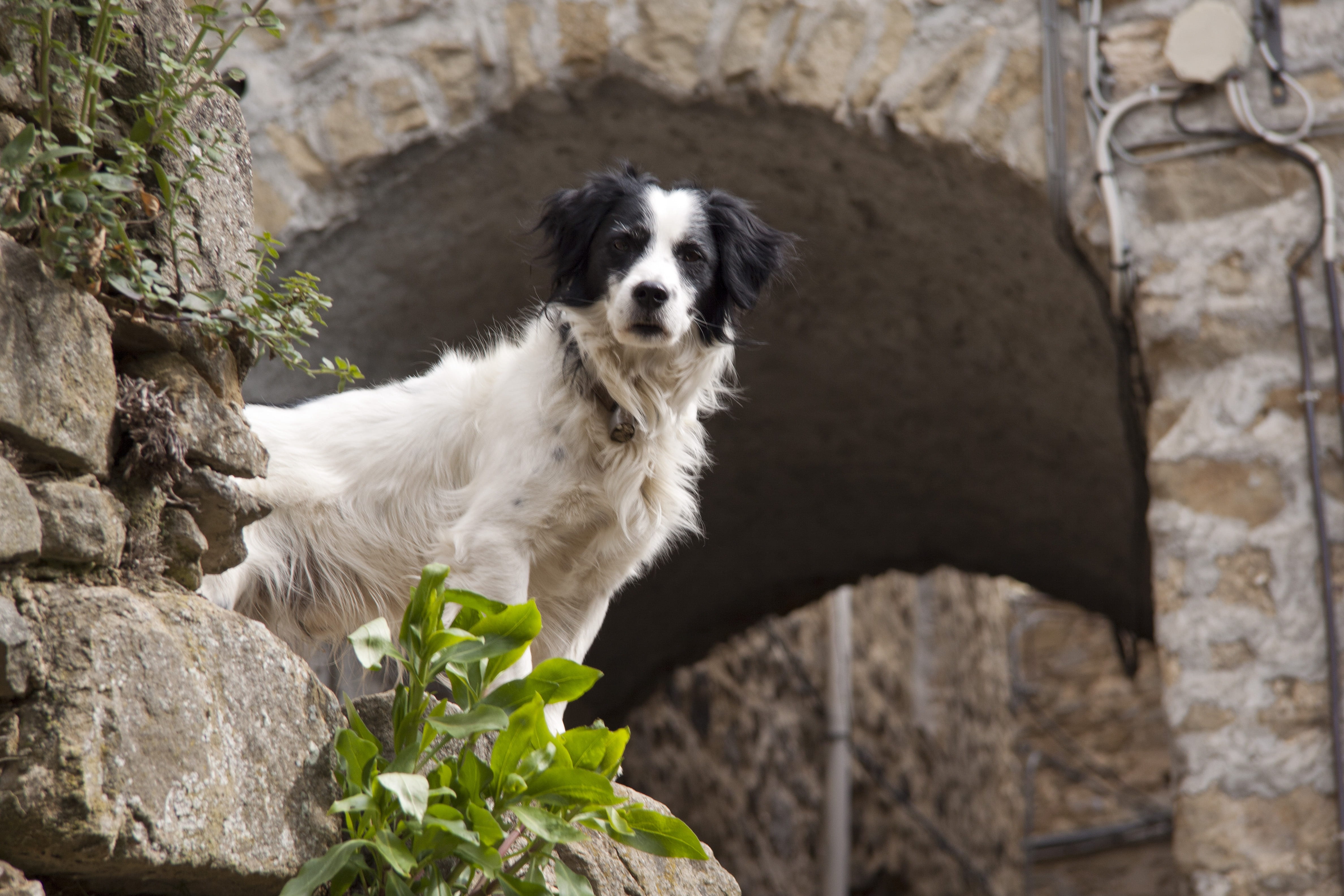 4K, one animal, albenga, Black, plant, pets, canine, coated, looking at camera, White, Wall, Dog, border collie, long, portrait, historically, rocks, day, HD Wallpaper