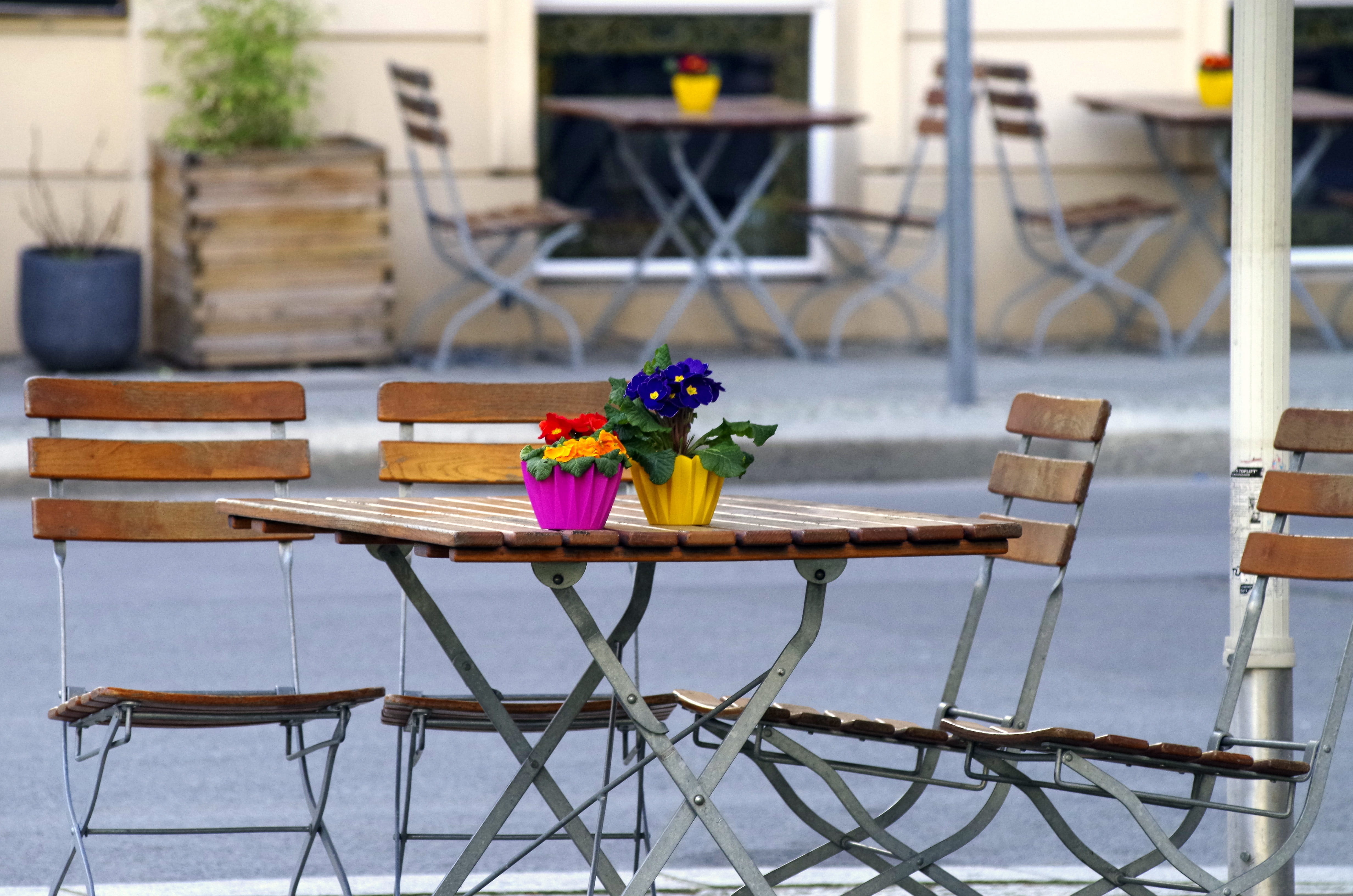nature, flower head, potted plant, container, no people, flowering plant, seat, built structure, gastronomy, day, plant, outdoors, outside catering, beauty in nature, HD Wallpaper
