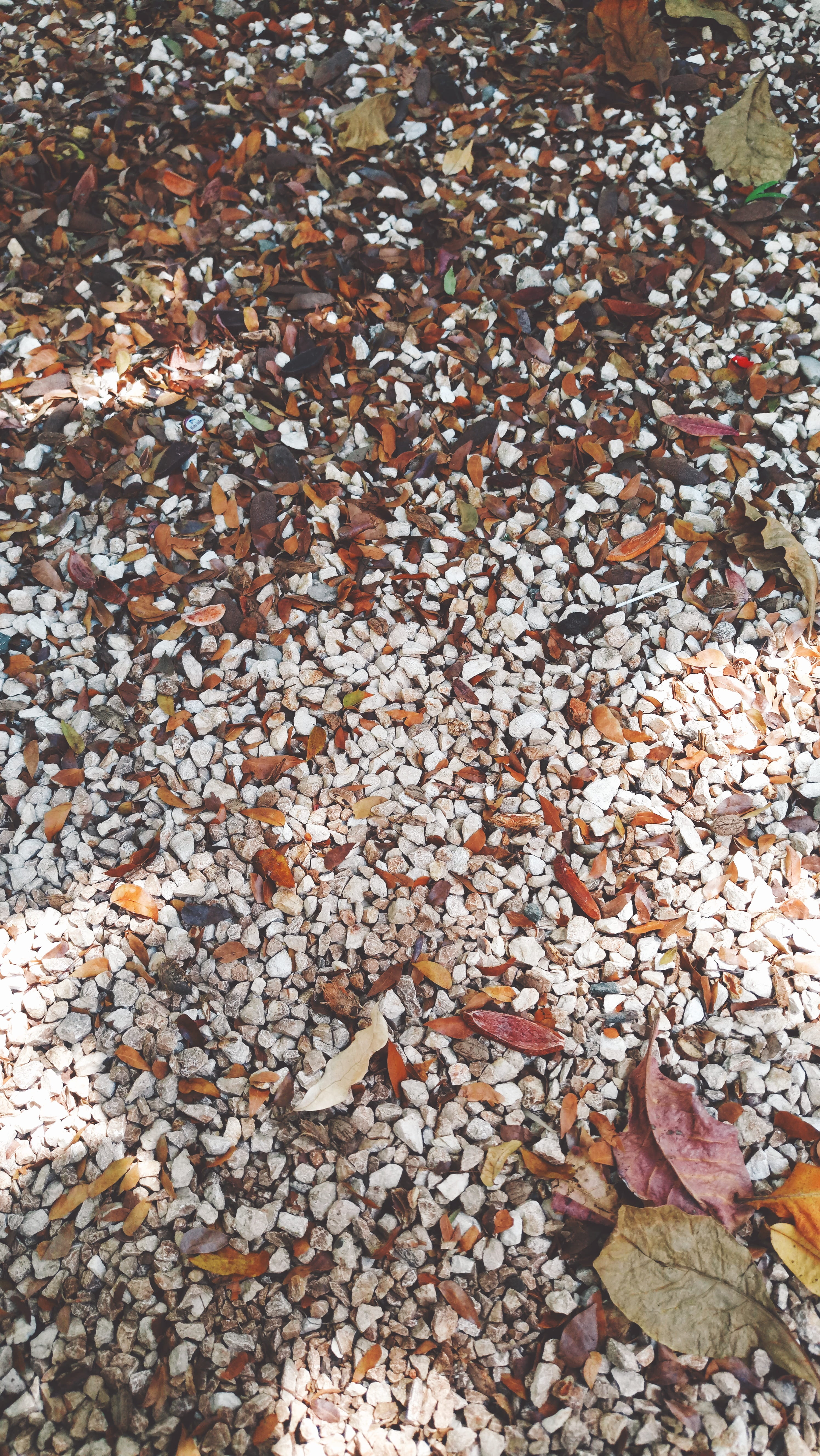 large group of objects, beauty in nature, land, leaf, april, natural condition, ., autumn, full frame, leaves, day, gravel, dry, solid, change, Phone HD Wallpaper
