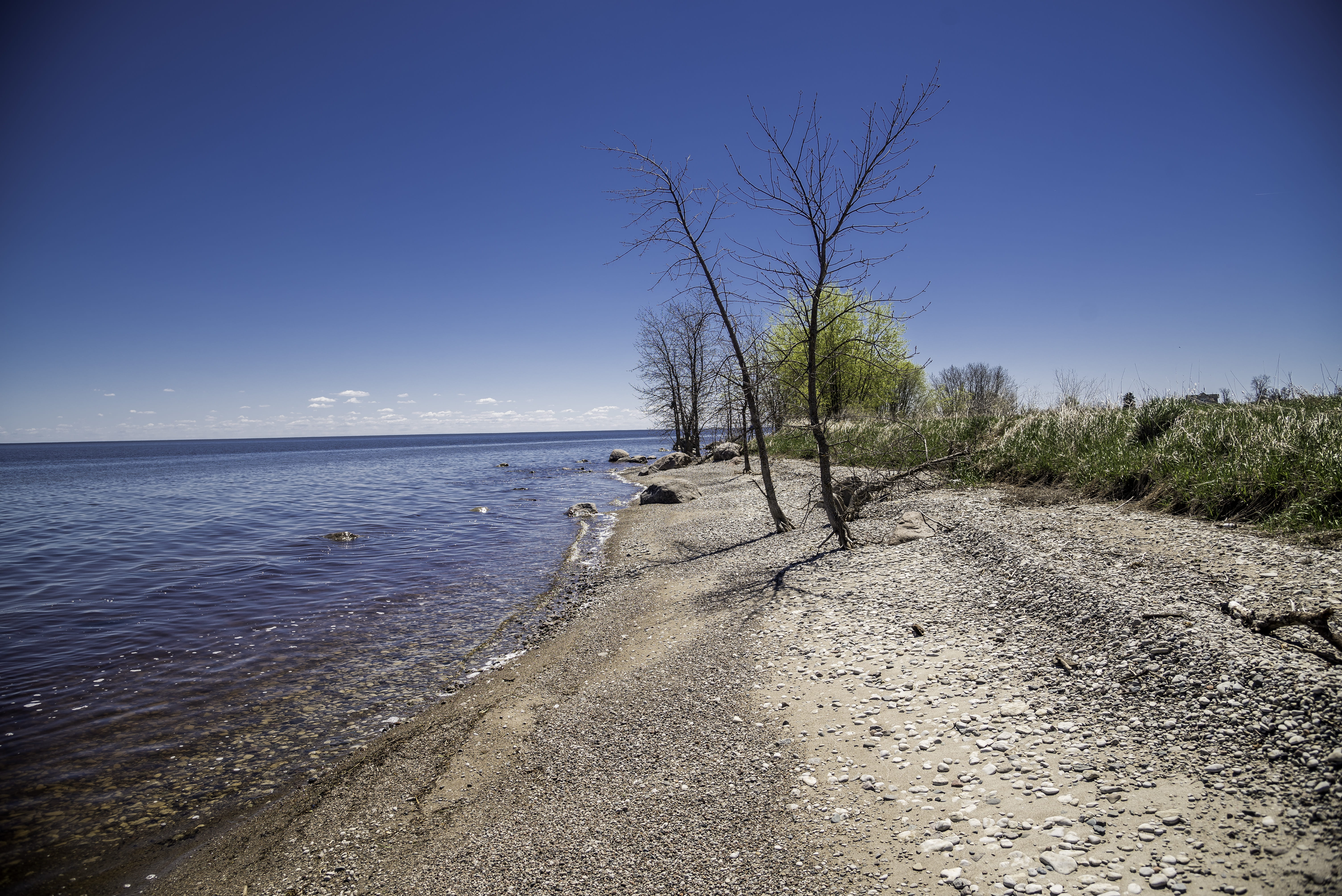 tranquil scene, sky, provincial, blue, scenics - nature, bare tree, outdoors, scenics, beach, plant, animal, land, canada, clear sky, water, sand, beauty in nature, HD Wallpaper