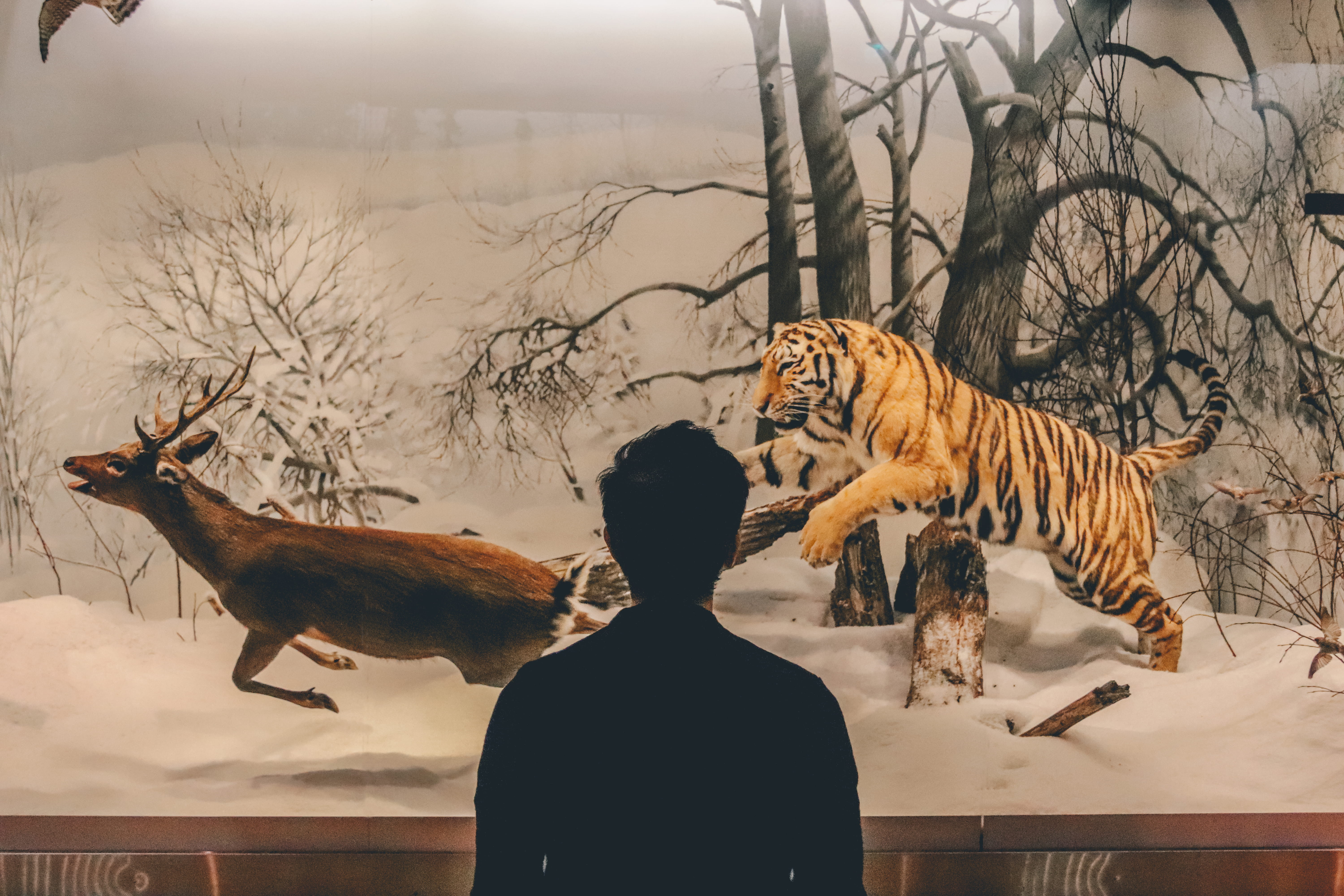winter, nature, animals in the wild, animal themes, deer, 5K, zoo, rear view, watch, animal wildlife, cat, animals, representation, tiger, kill, tree, HD Wallpaper
