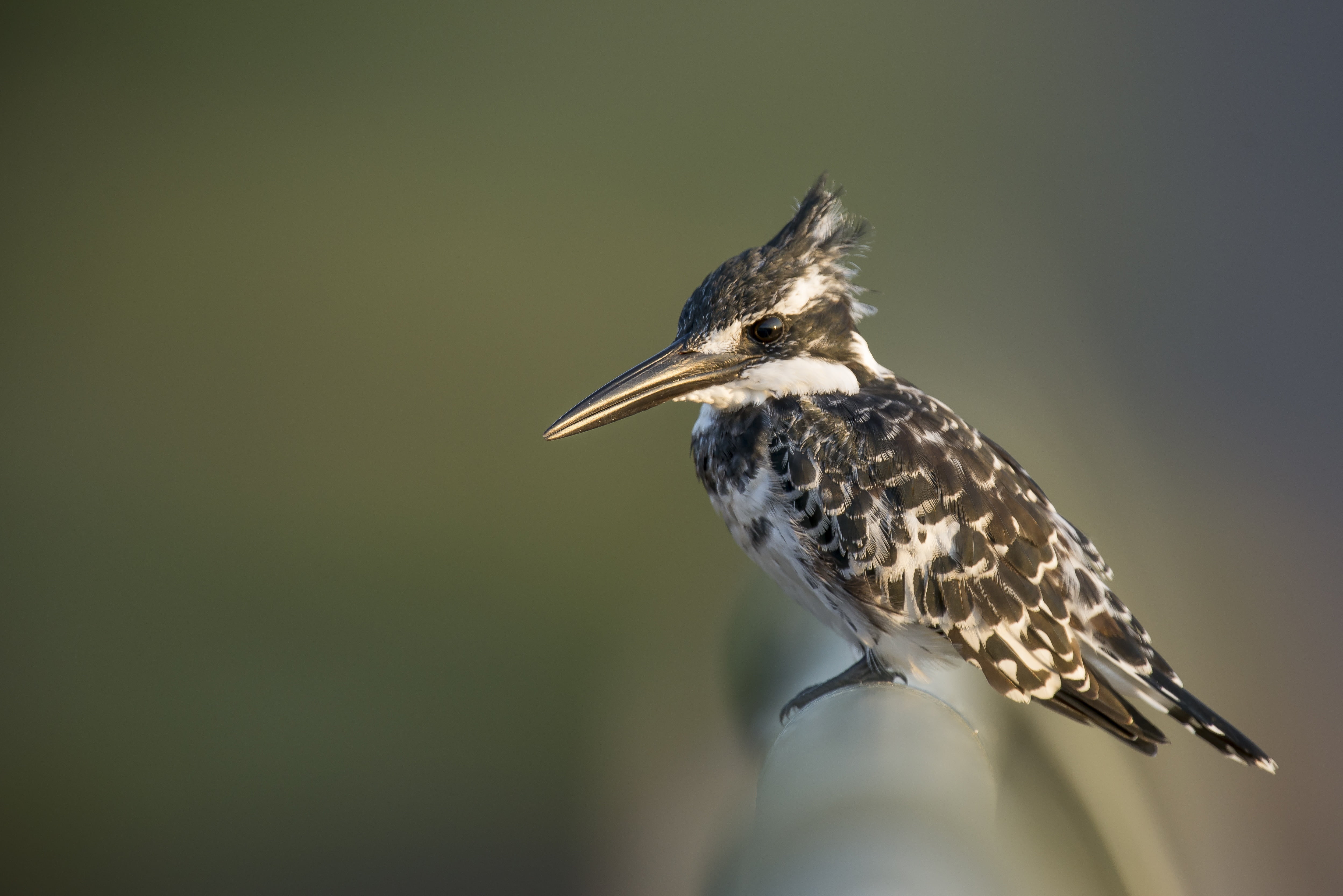 bird, nature, selective focus, side view, beak, full length, perched, south africa, hummingbird, day, vertebrate, focus on foreground, kingfisher, outdoors, HD Wallpaper