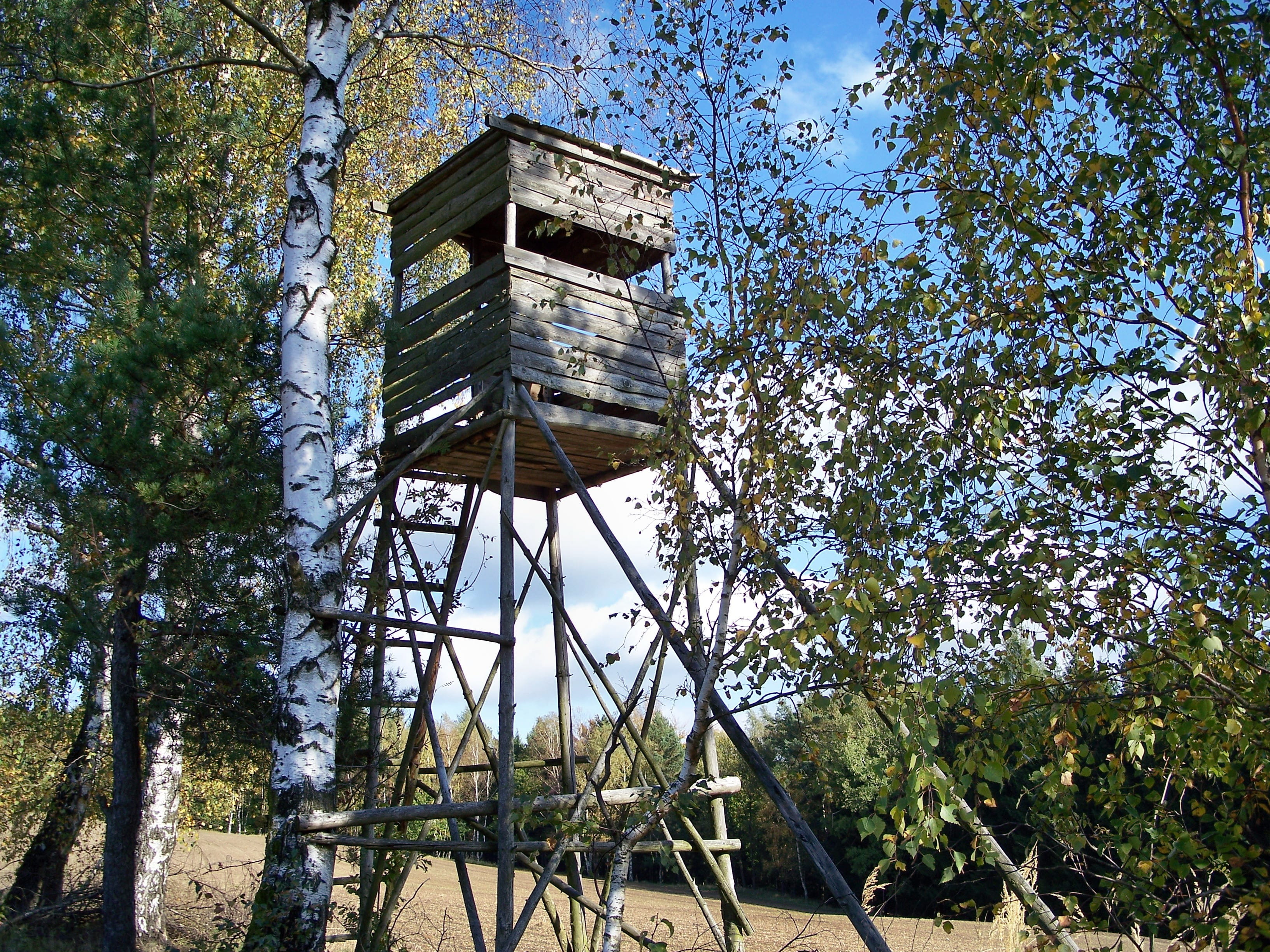 Hunting, no people, day, building, Delight, ladder, sky, sunlight, old, lookout tower, tree, low angle view, 2K, Forest, built structure, growth, plant, HD Wallpaper