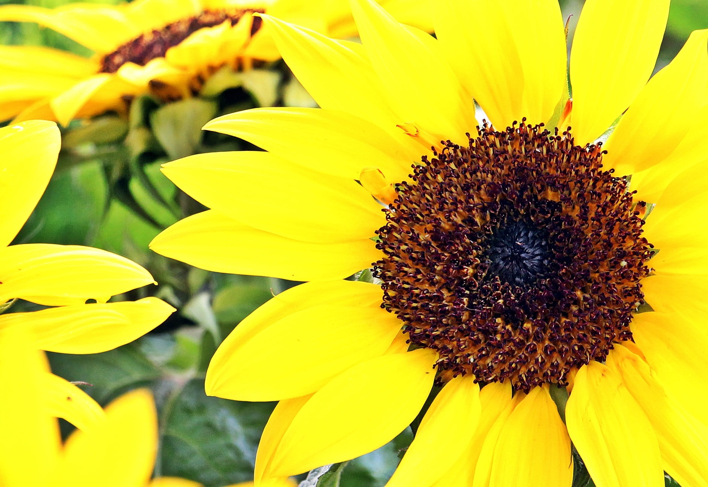 stand, flowering plant, outdoors, inflorescence, market, Flowers, summer, vulnerability, Beautiful, coneflower, spring, flower head, day, Sunflower, fragility, HD Wallpaper
