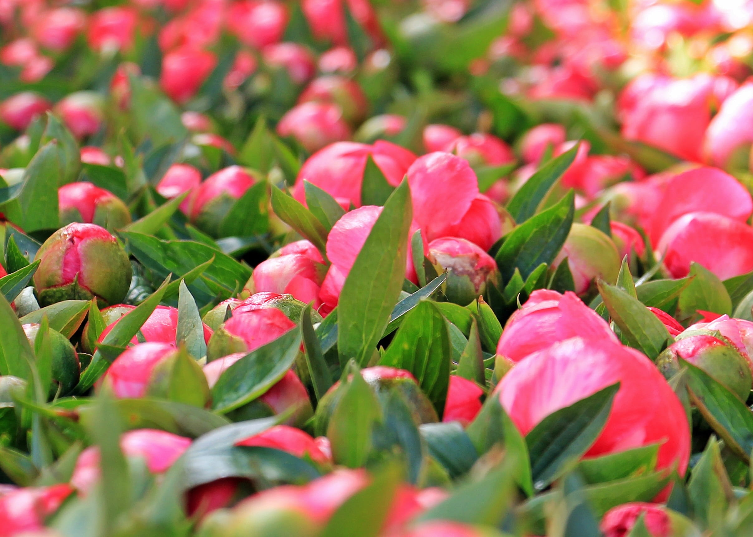 green color, blossom, day, no people, peony bud, flowers, beauty in nature, freshness, petal, 1080P, plant, flora, leaf, backgrounds, market stall, flourished, HD Wallpaper