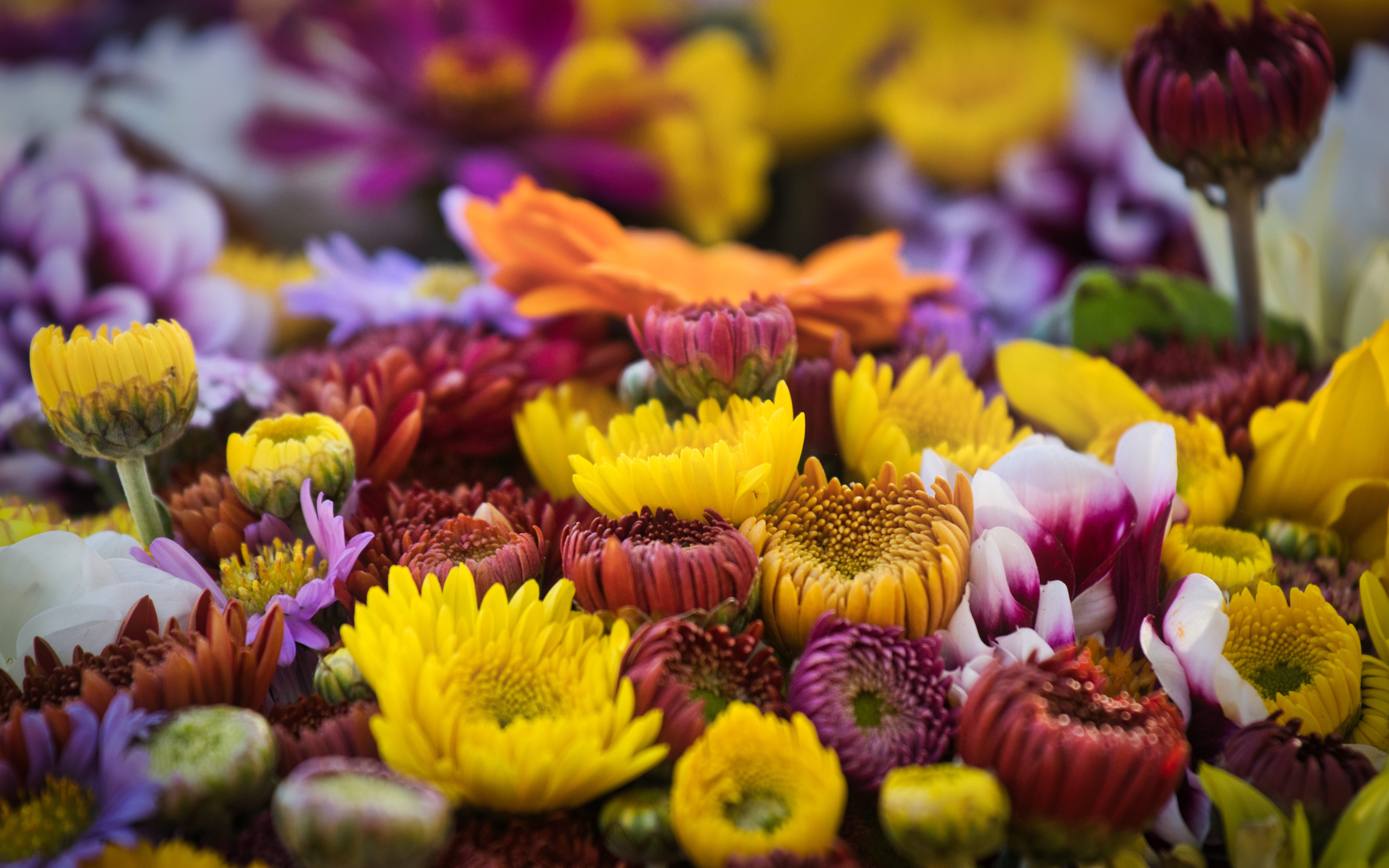 freshness, bright, full frame, petal, no people, herbstastern, beautiful, growth, 5K, inflorescence, yellow, day, flowers, nature, autumn, flowering plant, HD Wallpaper