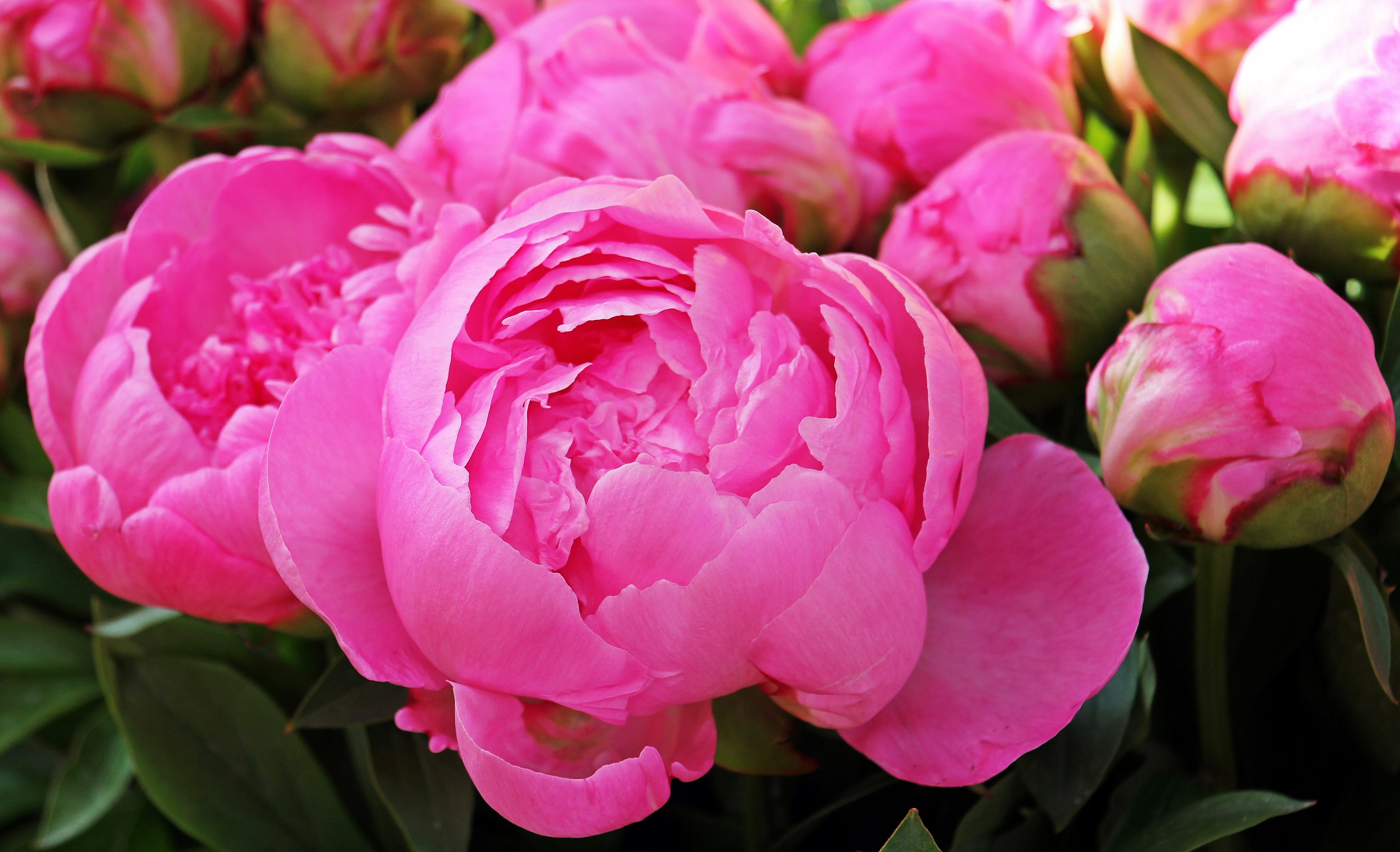 springtime, market, ornamental garden, no people, flowerbed, peony, peony bud, plant part, floristry, blossomed, petal, rose blooms, farmers local market, HD Wallpaper