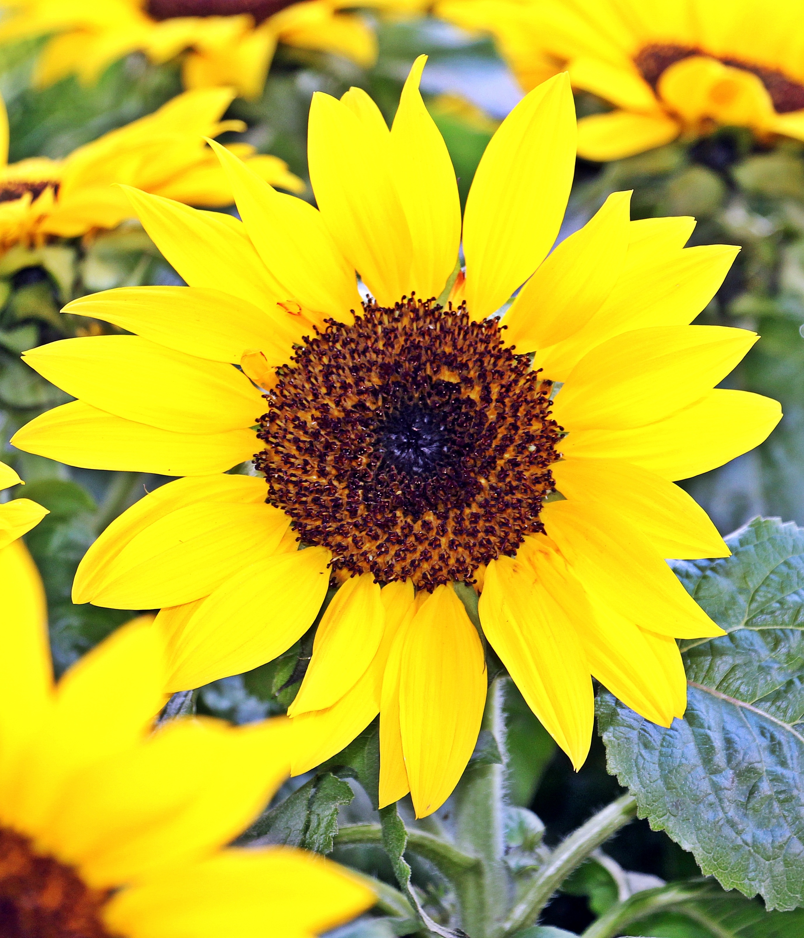 market, flowers was, yellow, bright, agriculture, close-up, flowers, day, 2K, fragility, beautiful, stand, pollen, freshness, growth, sunflower, flower head, Phone HD Wallpaper